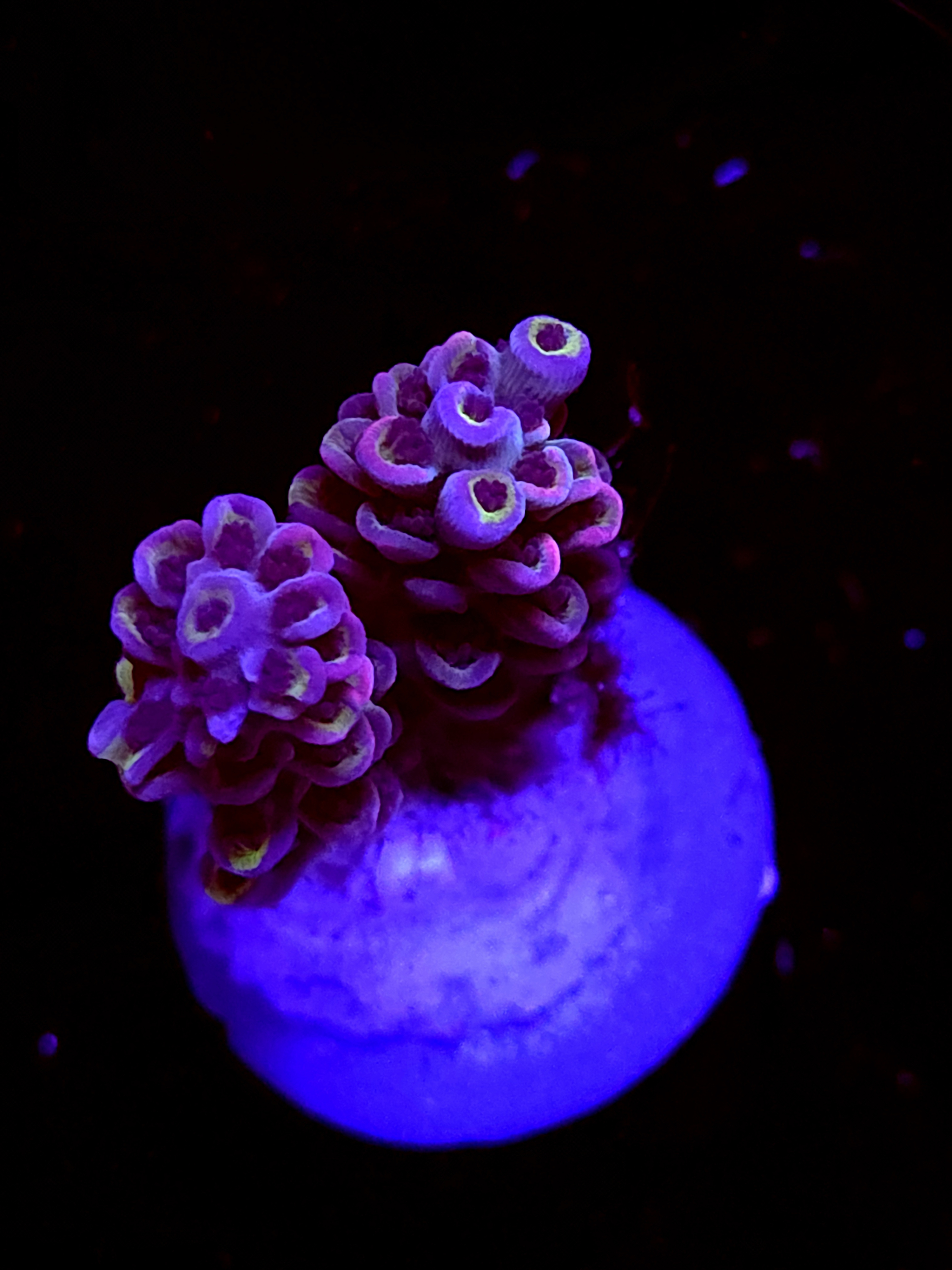 SBB "Candy Crane" Acro Medium 2 Branch