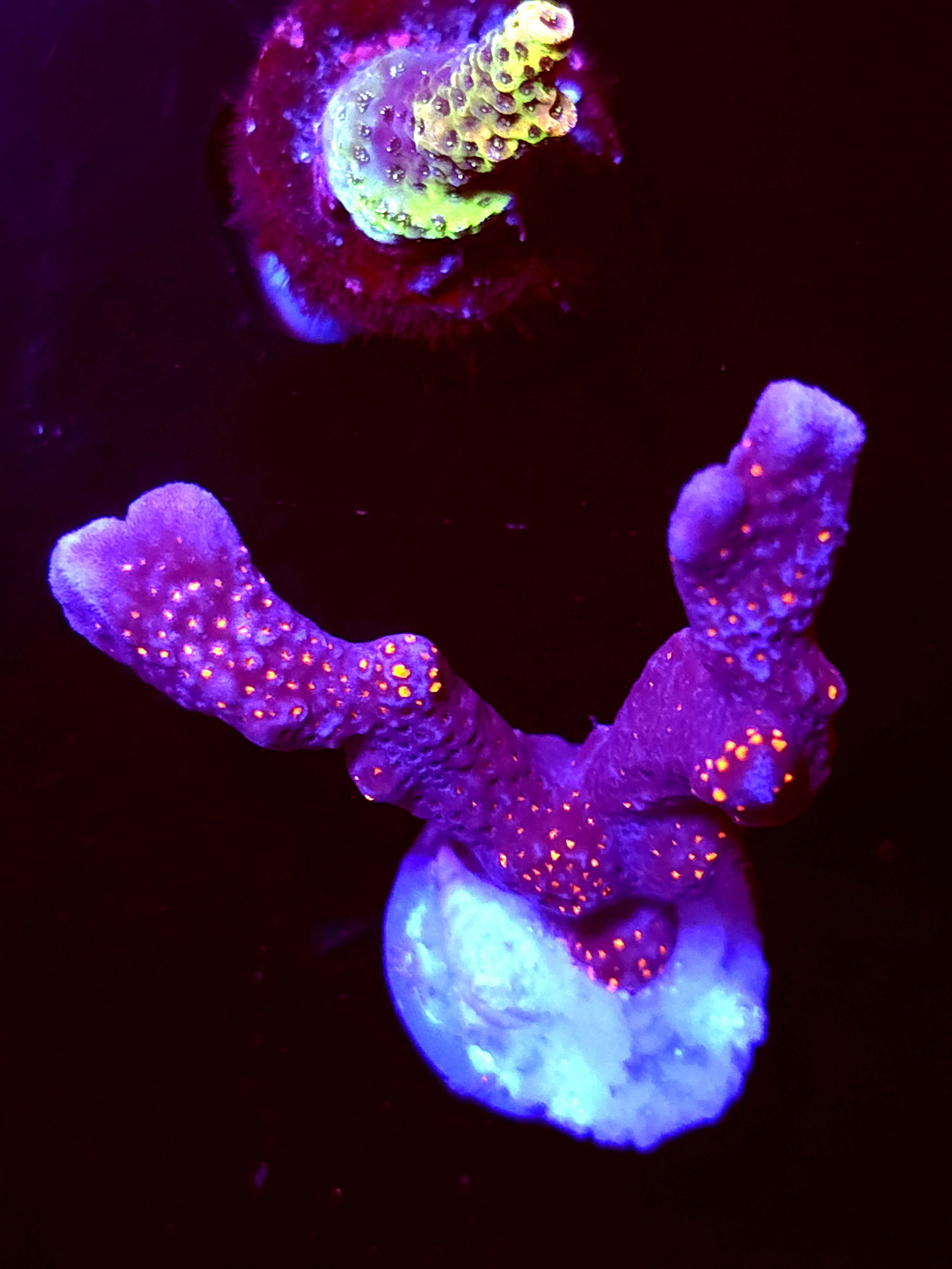 SBB "Bubble Digi" Acro Large 2 Branch