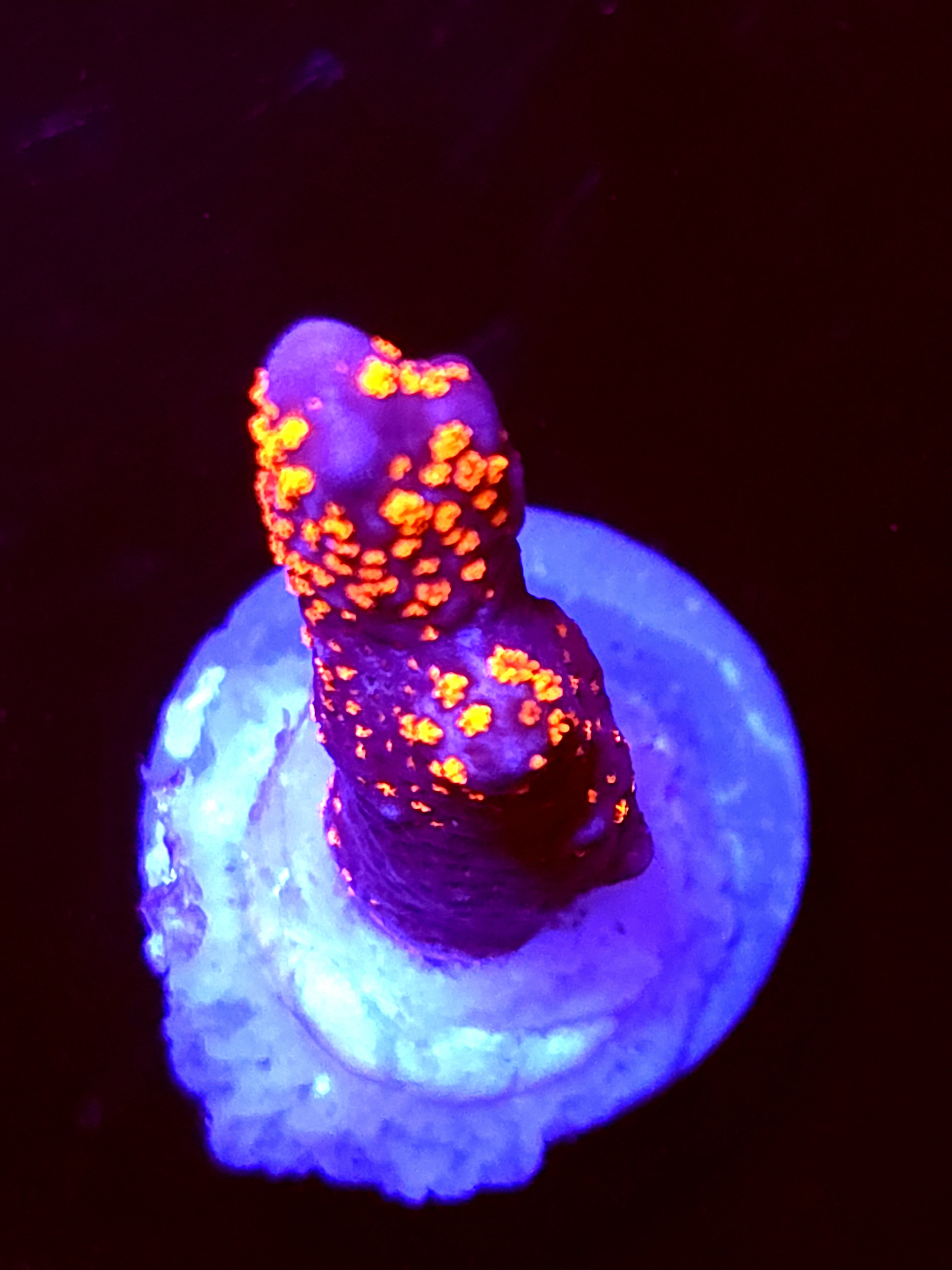 SBB "Bubble Digi" Acro Medium Branch