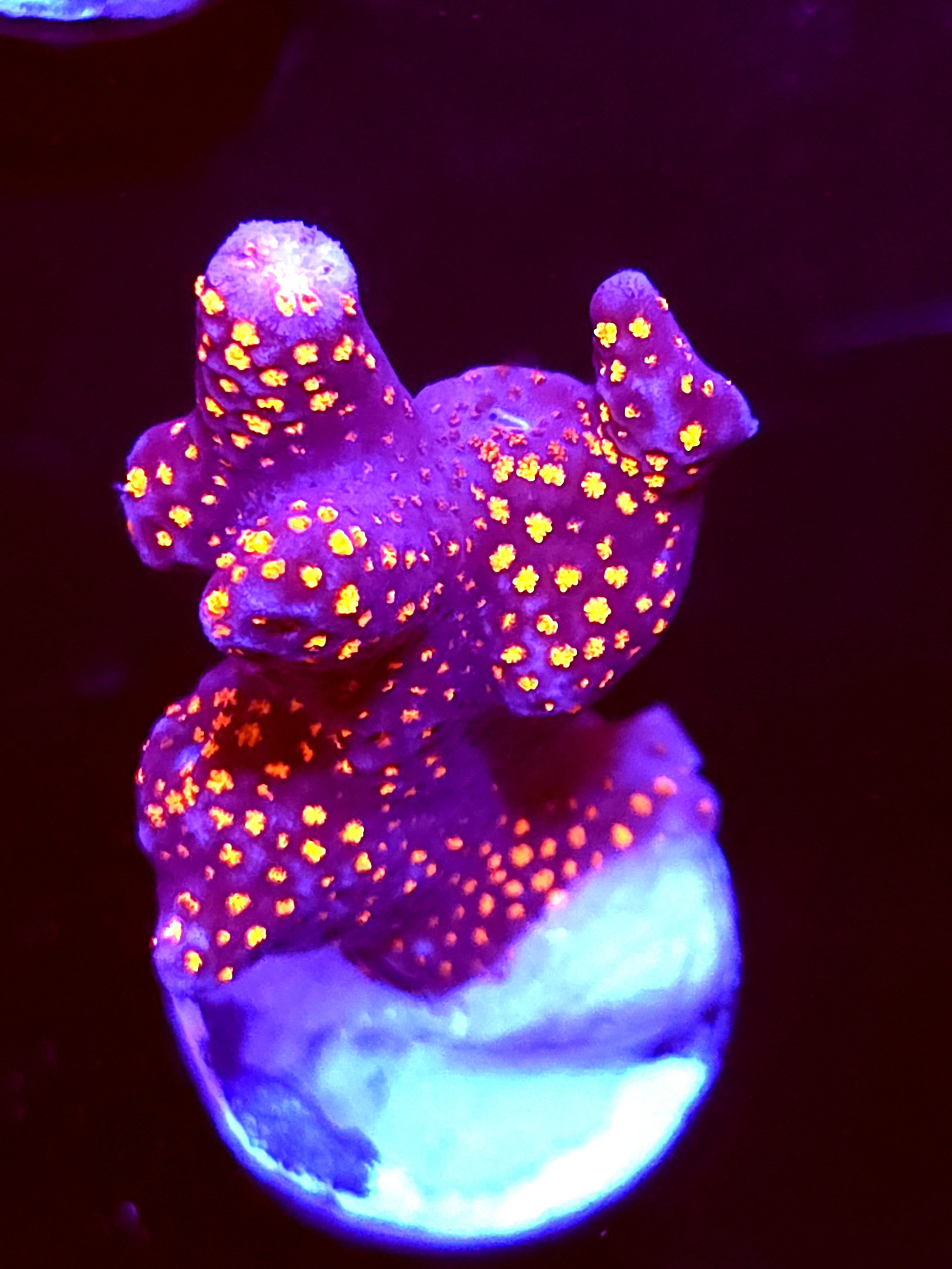 SBB "Bubble Digi" Acro small Branch