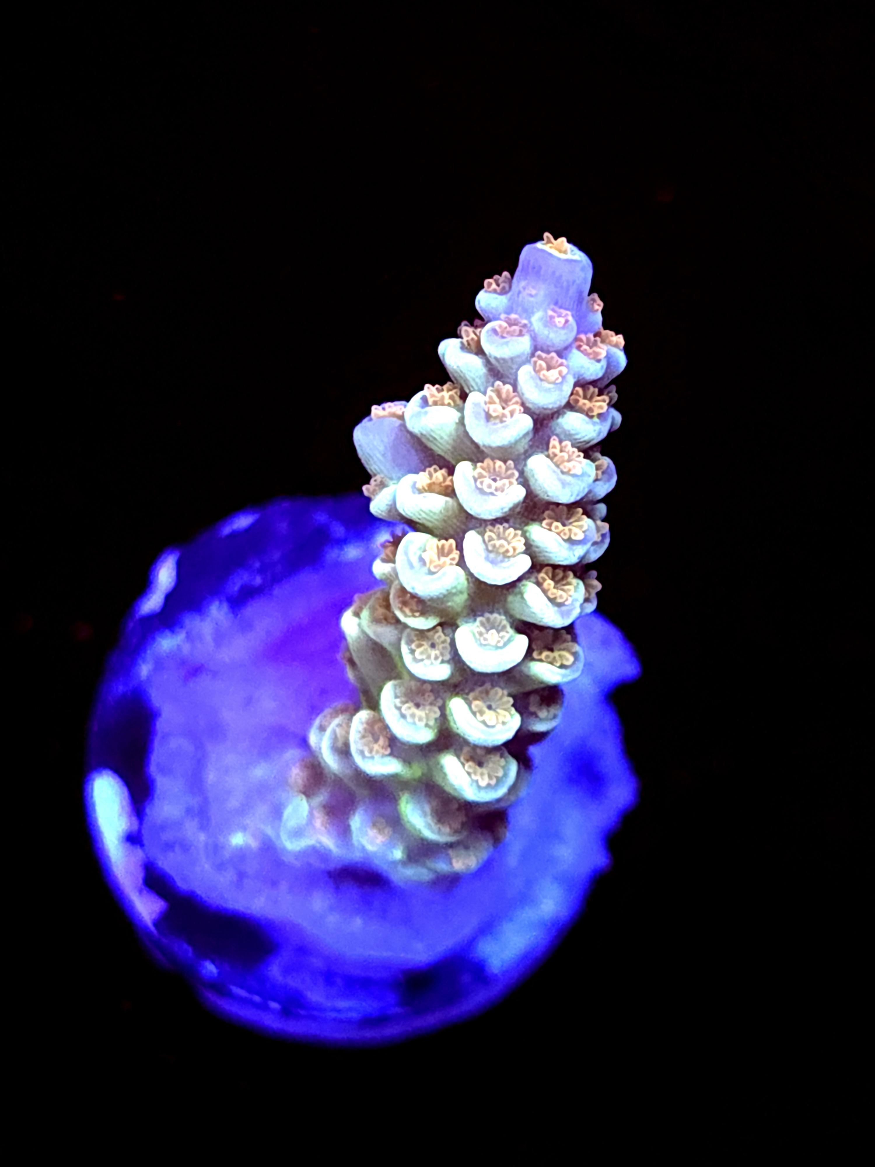 SBB "24k" Acro Medium Branch