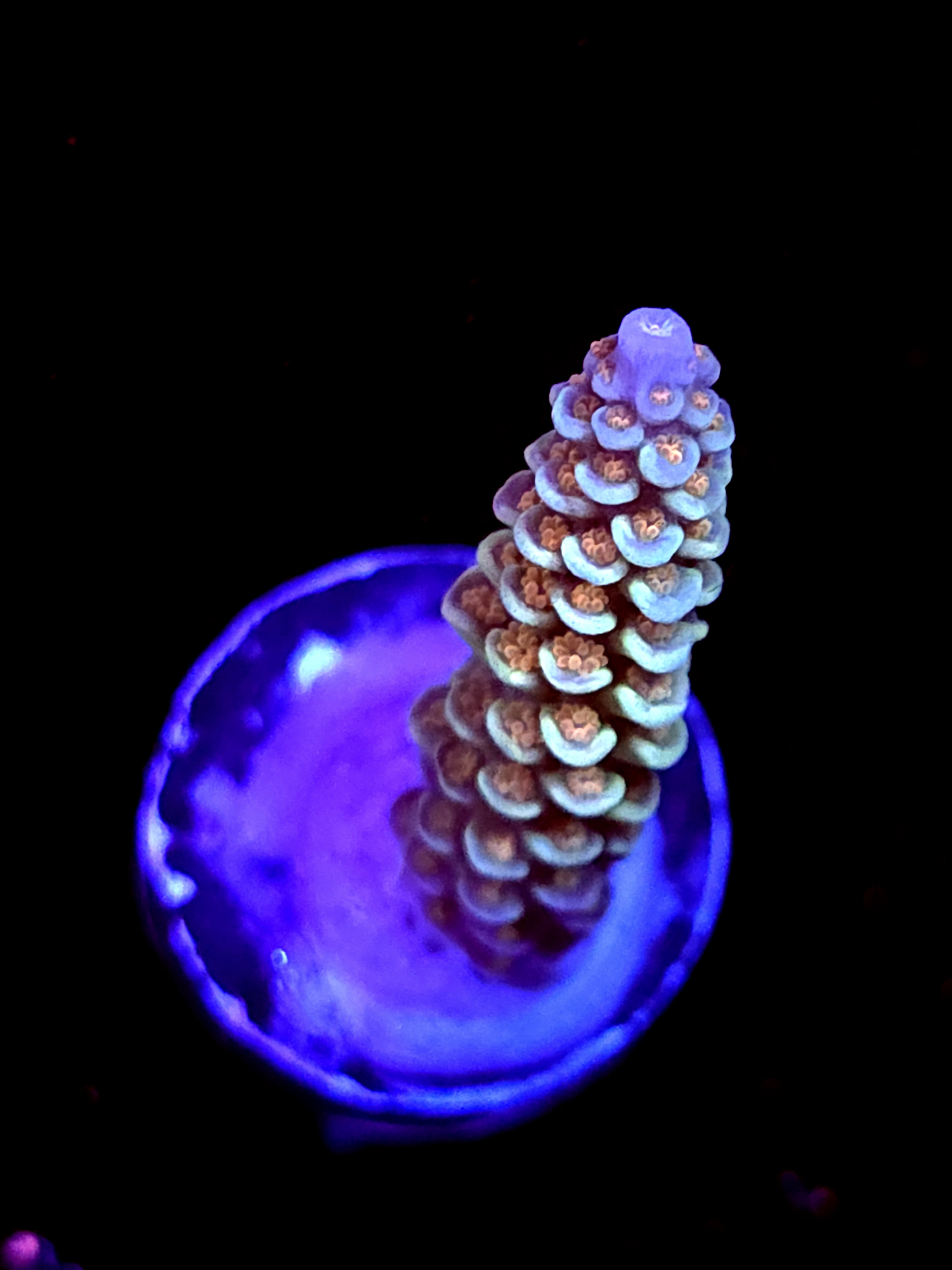 SBB "24k" Acro Medium Branch