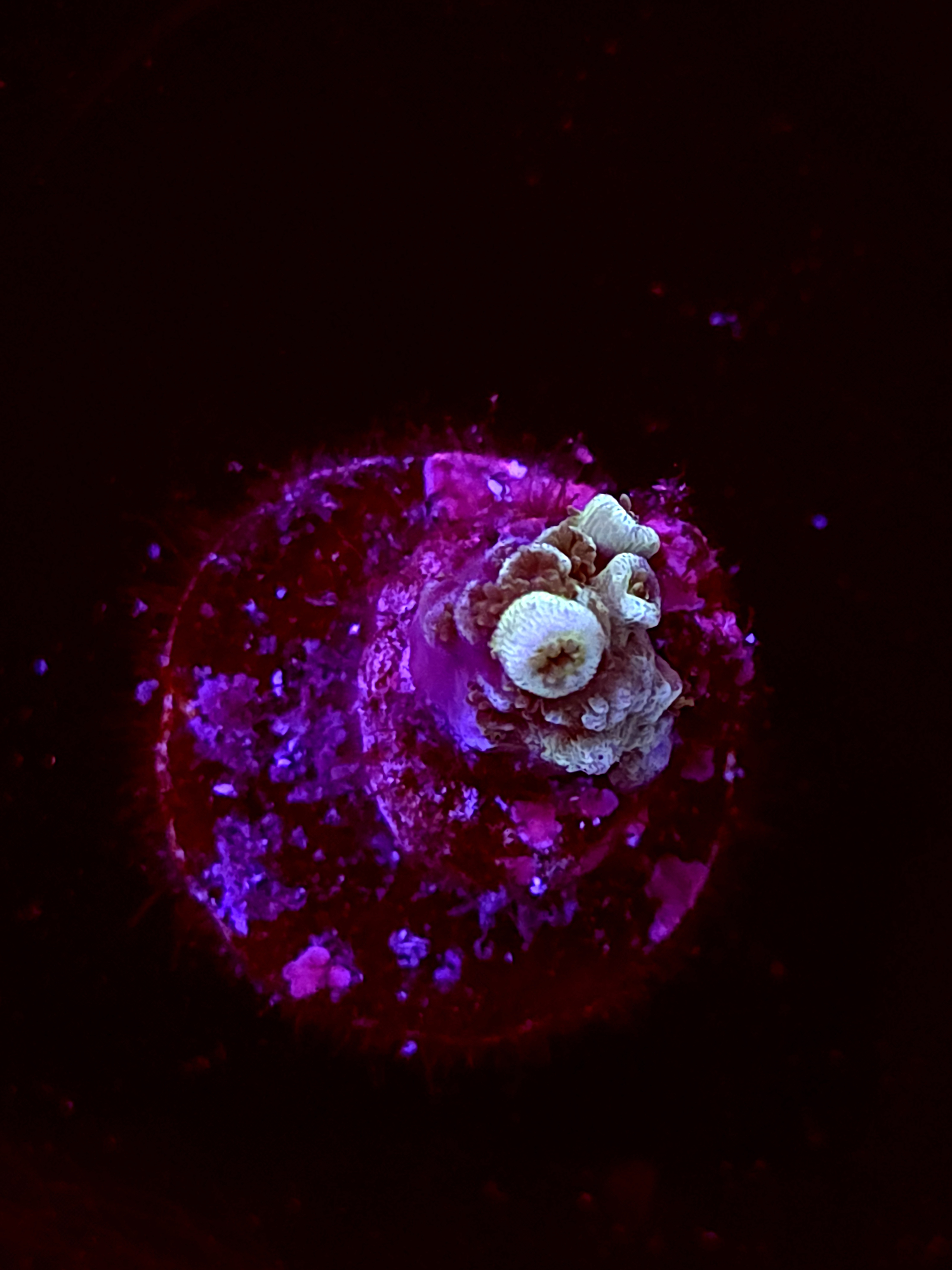 SBB "Toxic Mirage" Acro Small Branch