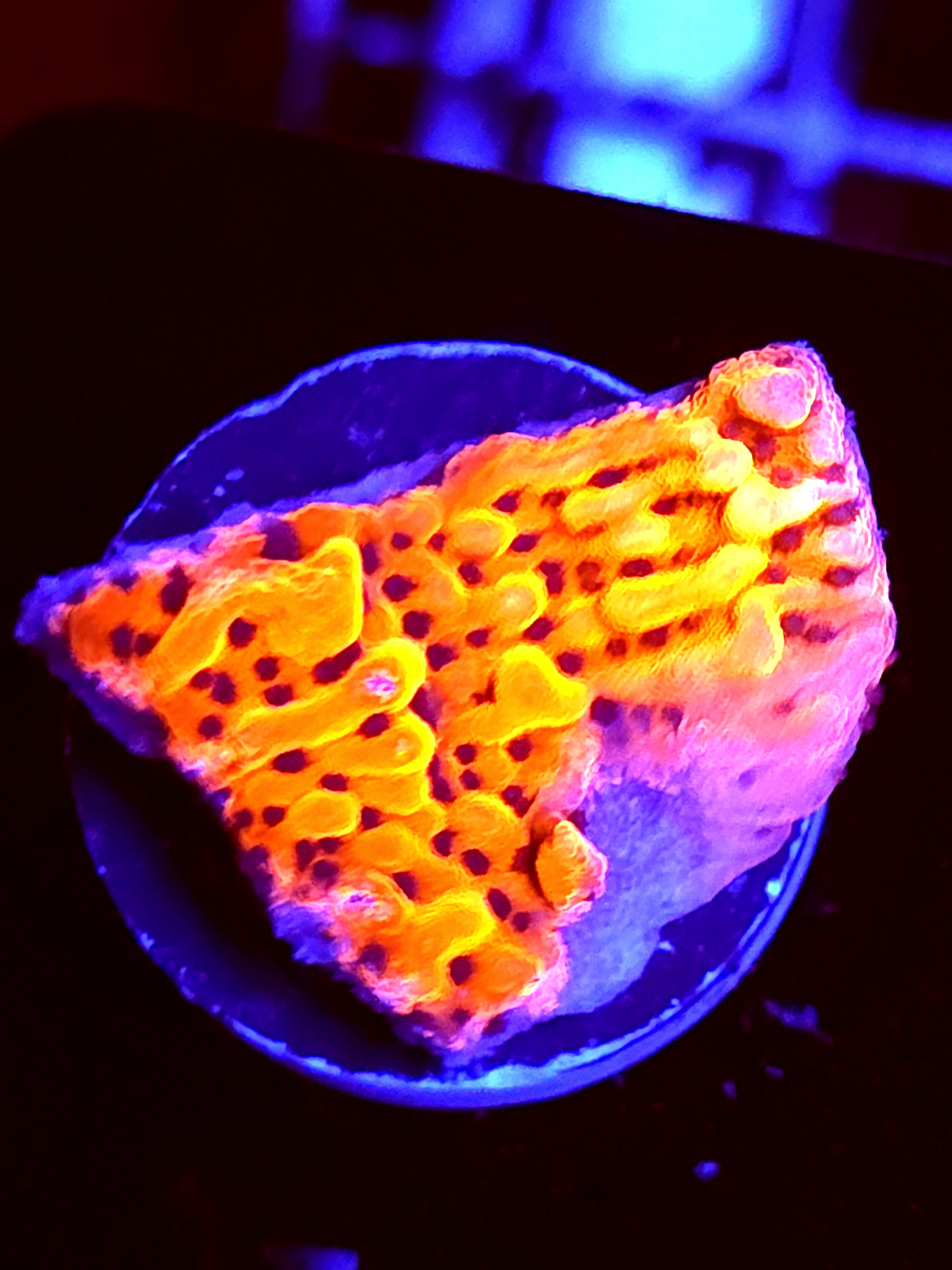 SBB "Cherry Tree" Medium Monti