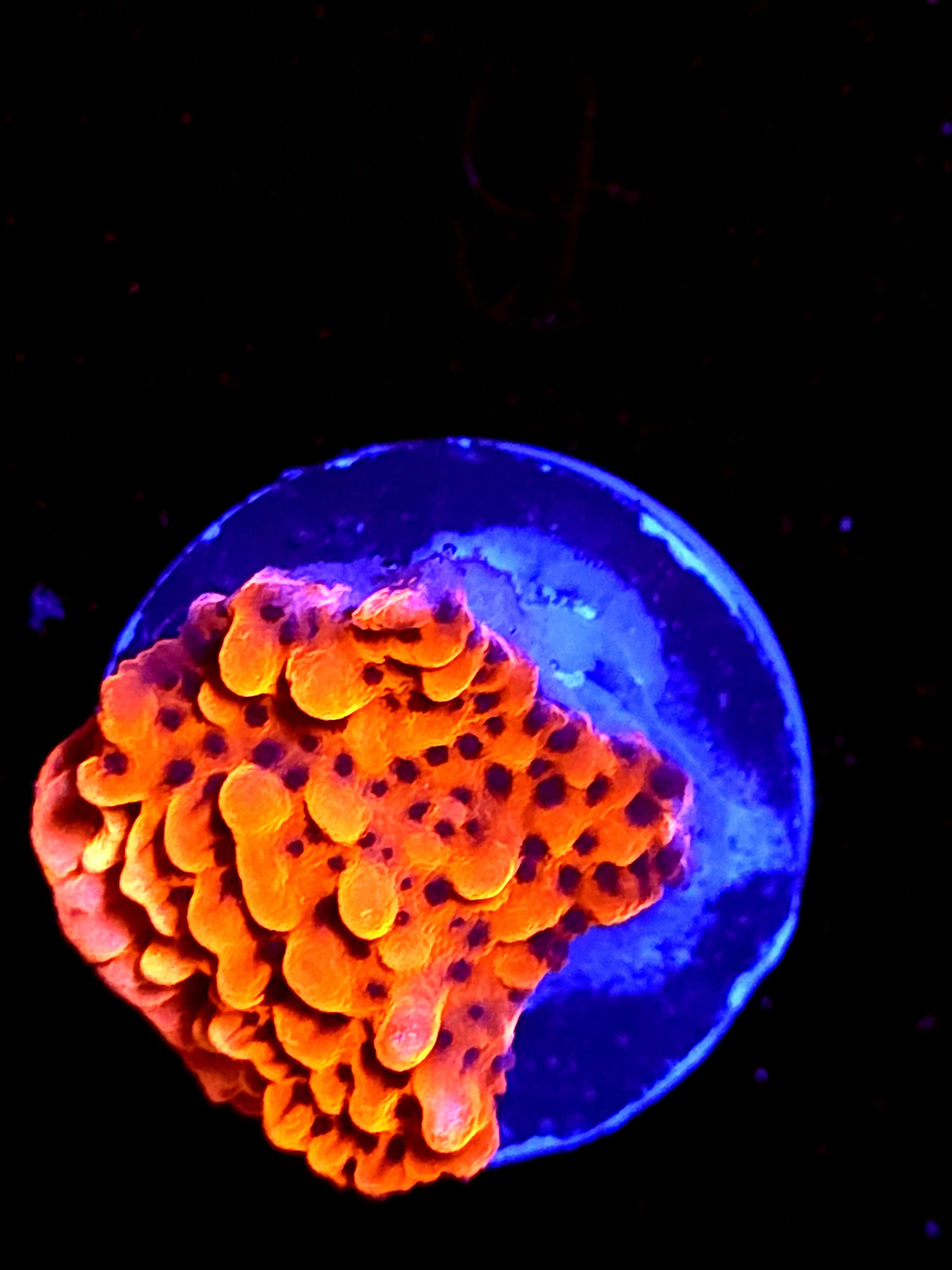 SBB "Cherry Tree" Medium Monti