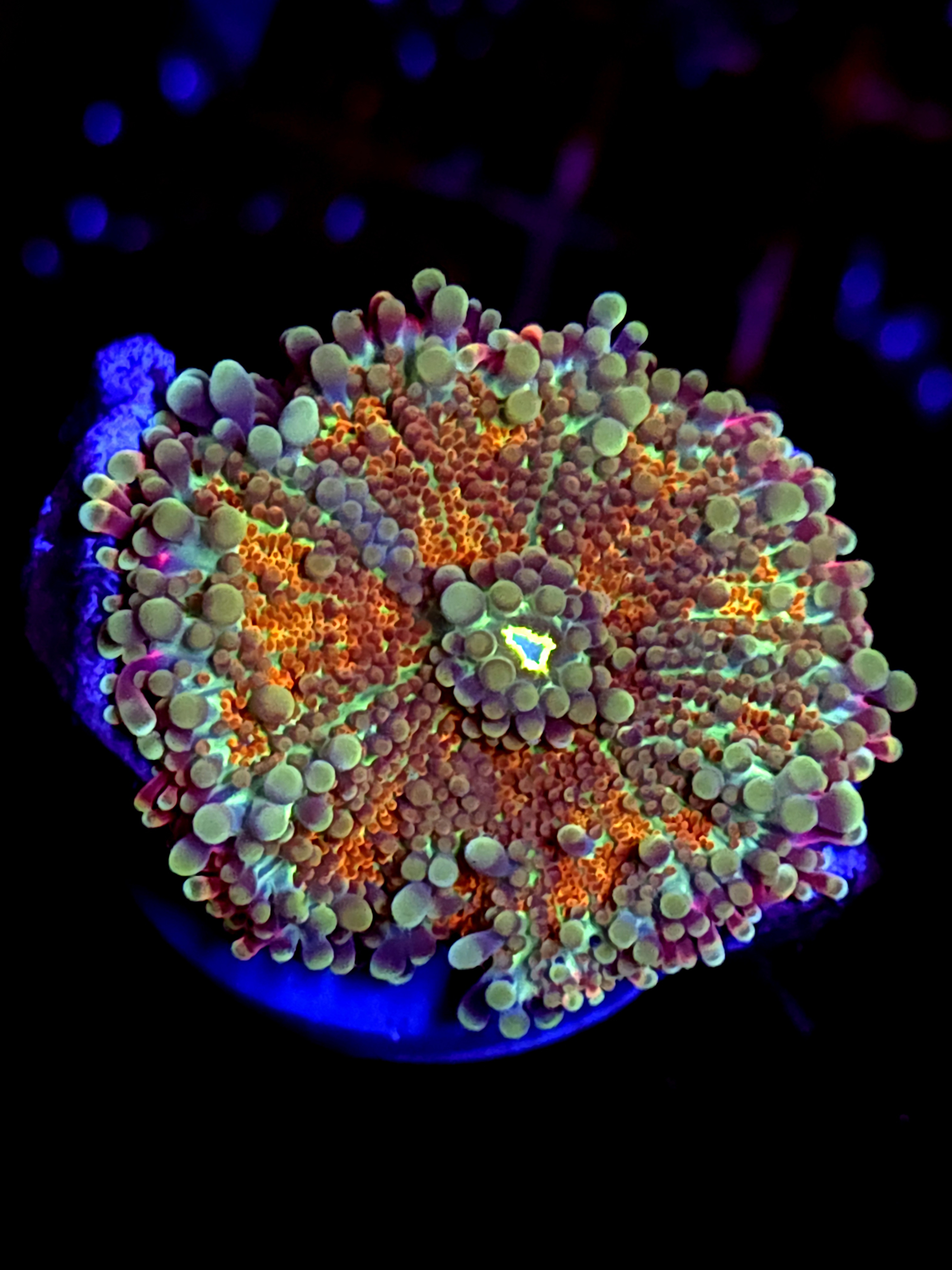 SBB " Cosmic Crush" Mushroom Large