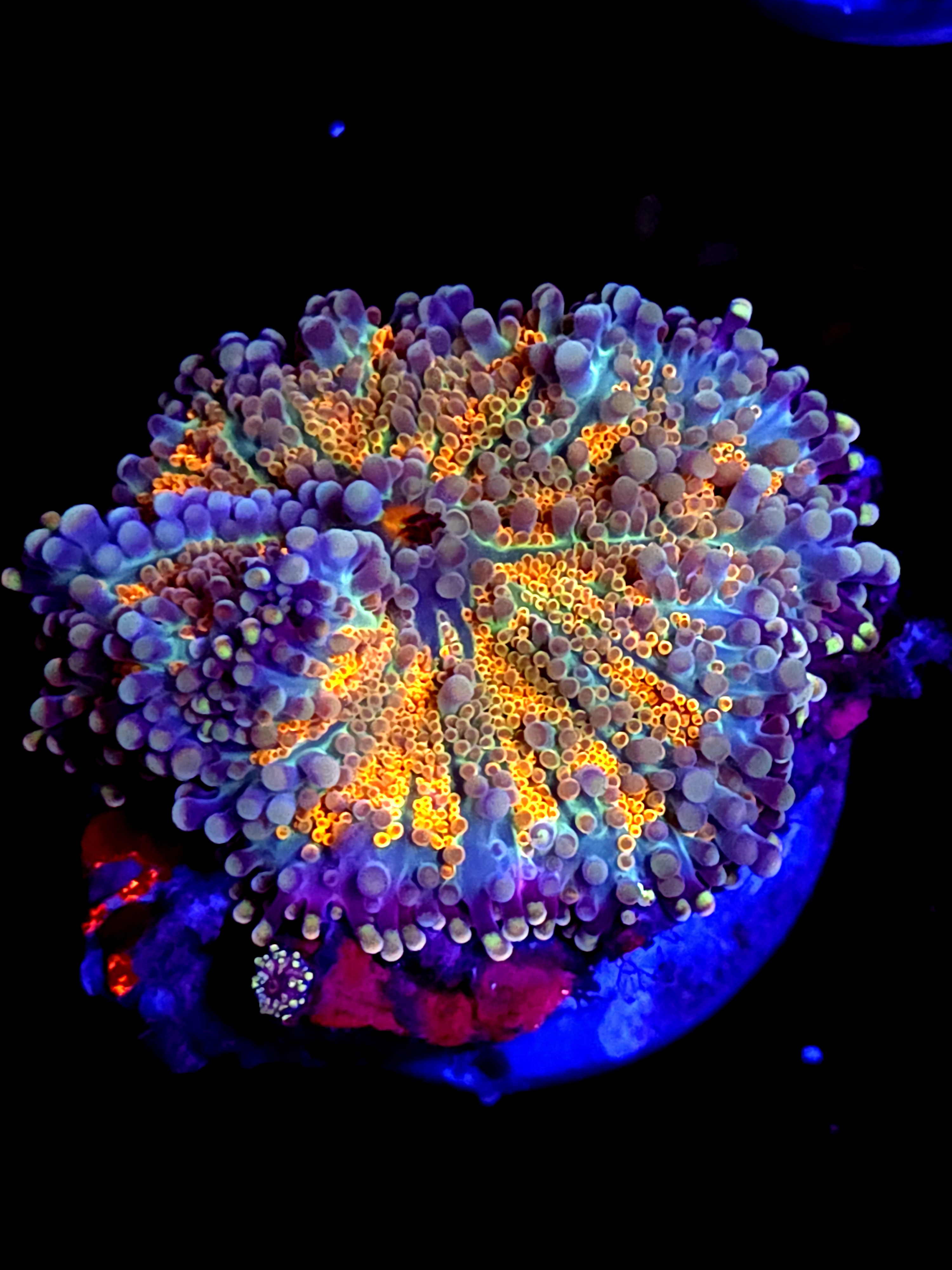 SBB "Yellow Viper" Mushroom Large