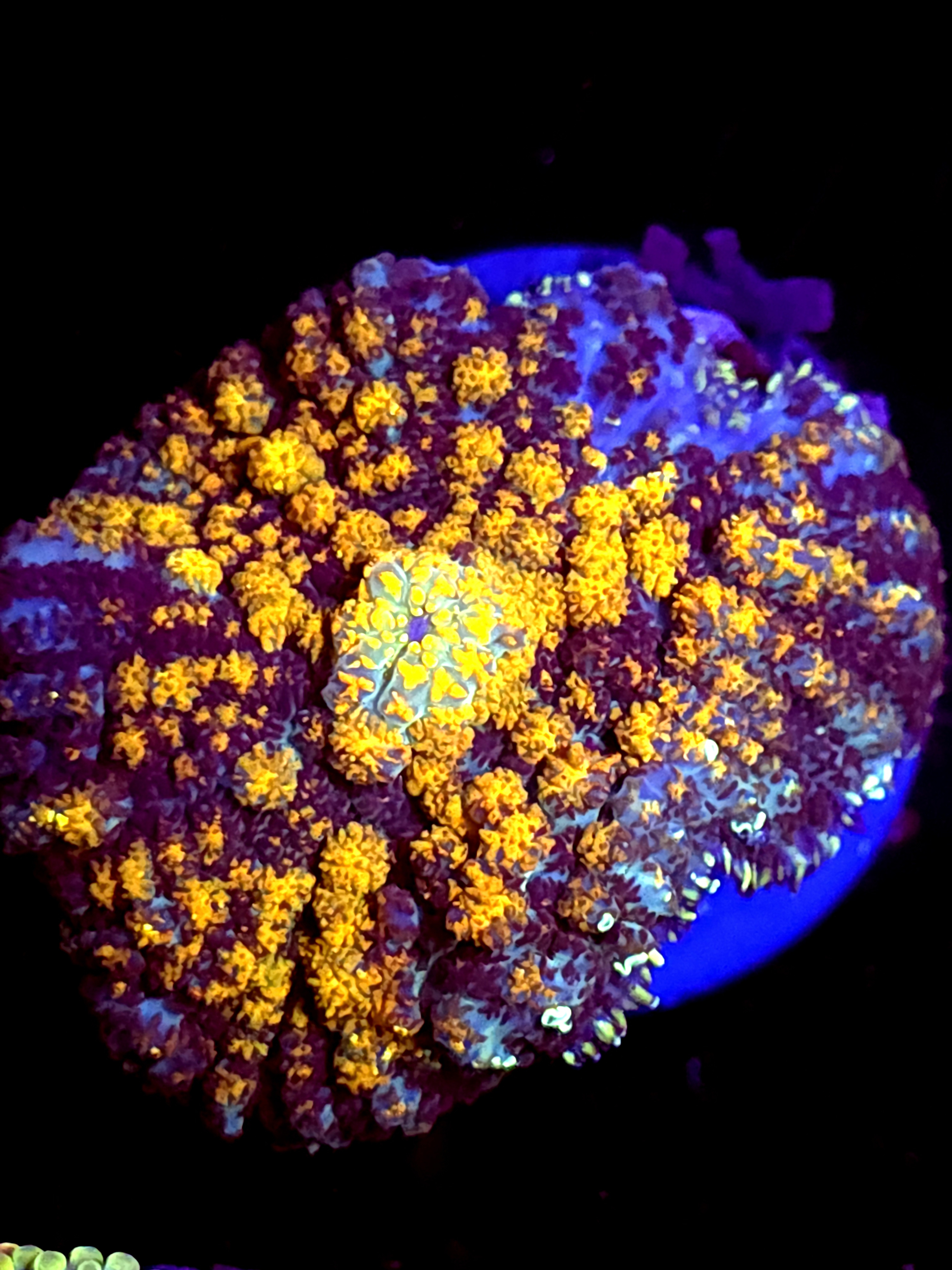 SBB "Glow Burn" Mushroom Xlarge