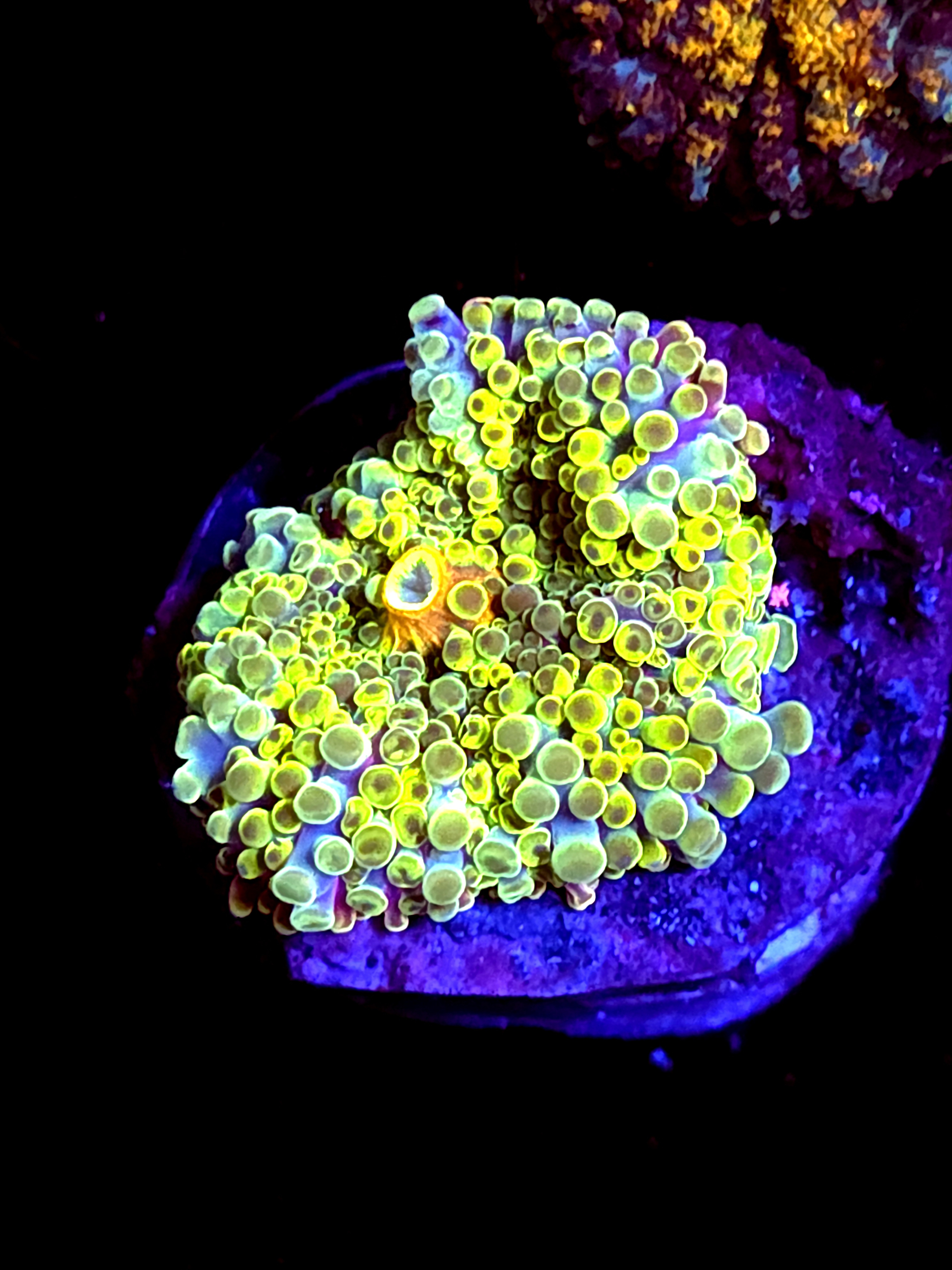 SBB "Artic Neon" Mushroom Large