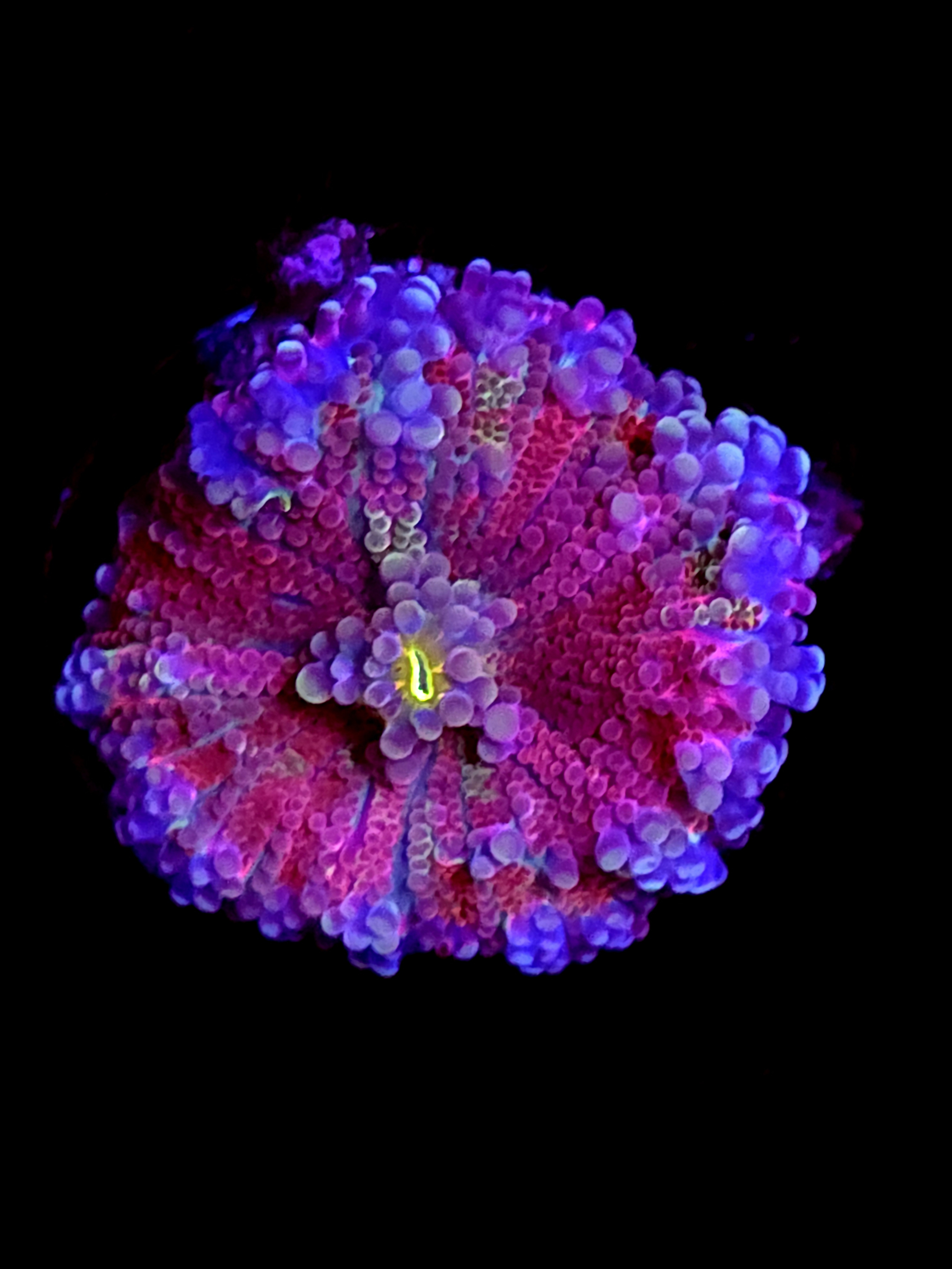 SBB "Purple Teddy" Mushroom Medium