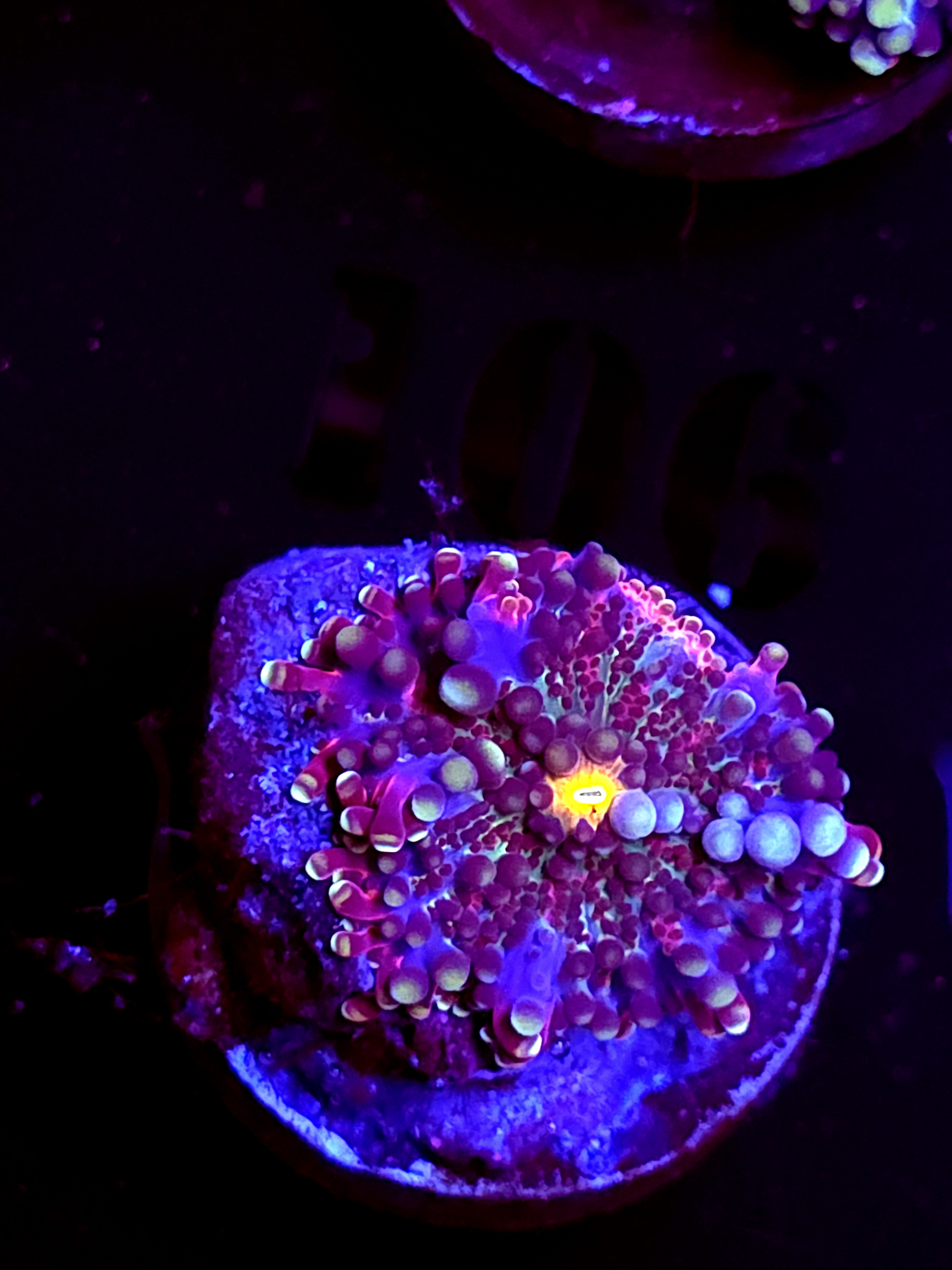 SBB "Mystery Signature" Mushroom Small