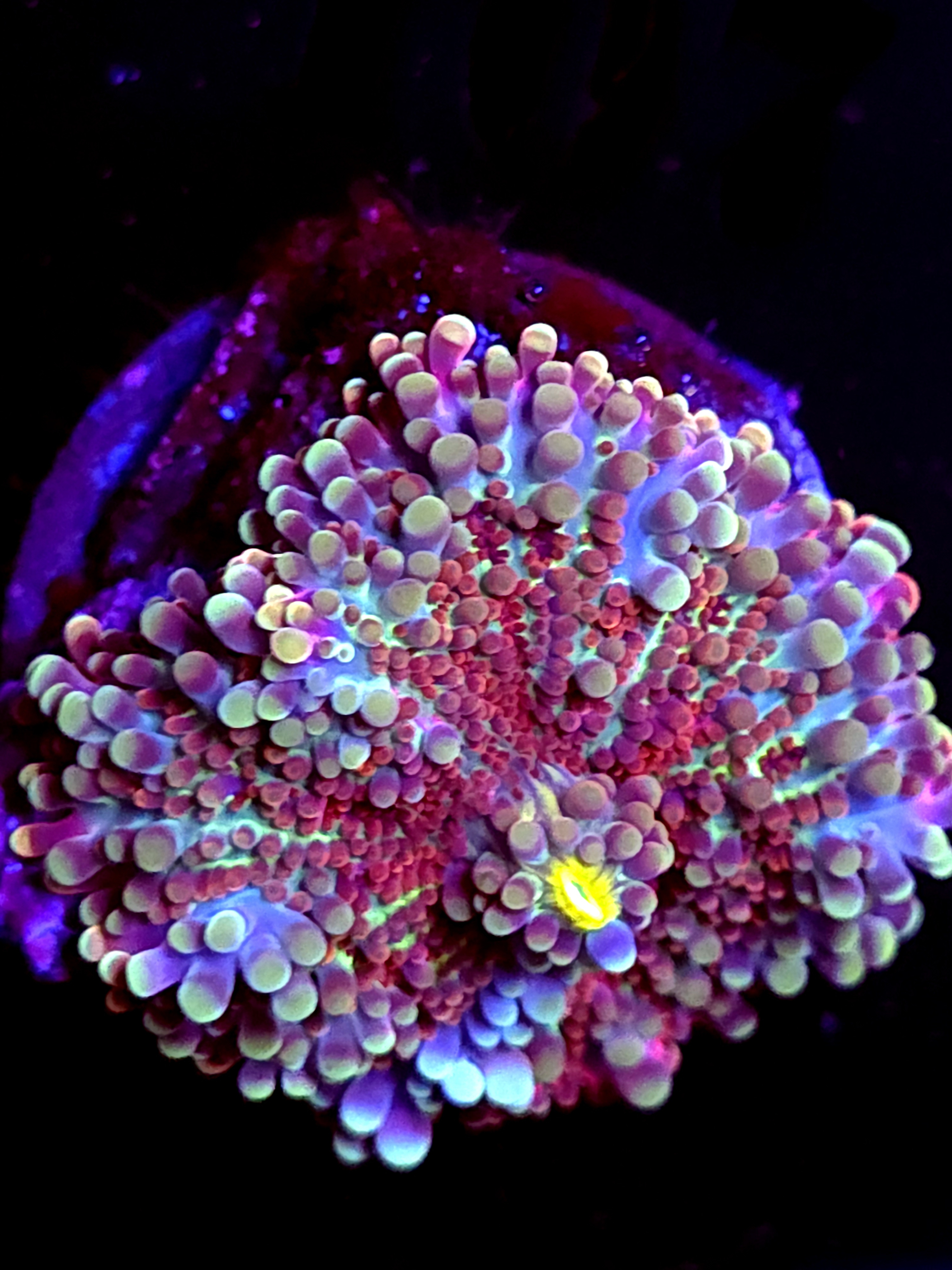 SBB "Artic Neon" Mushroom Large