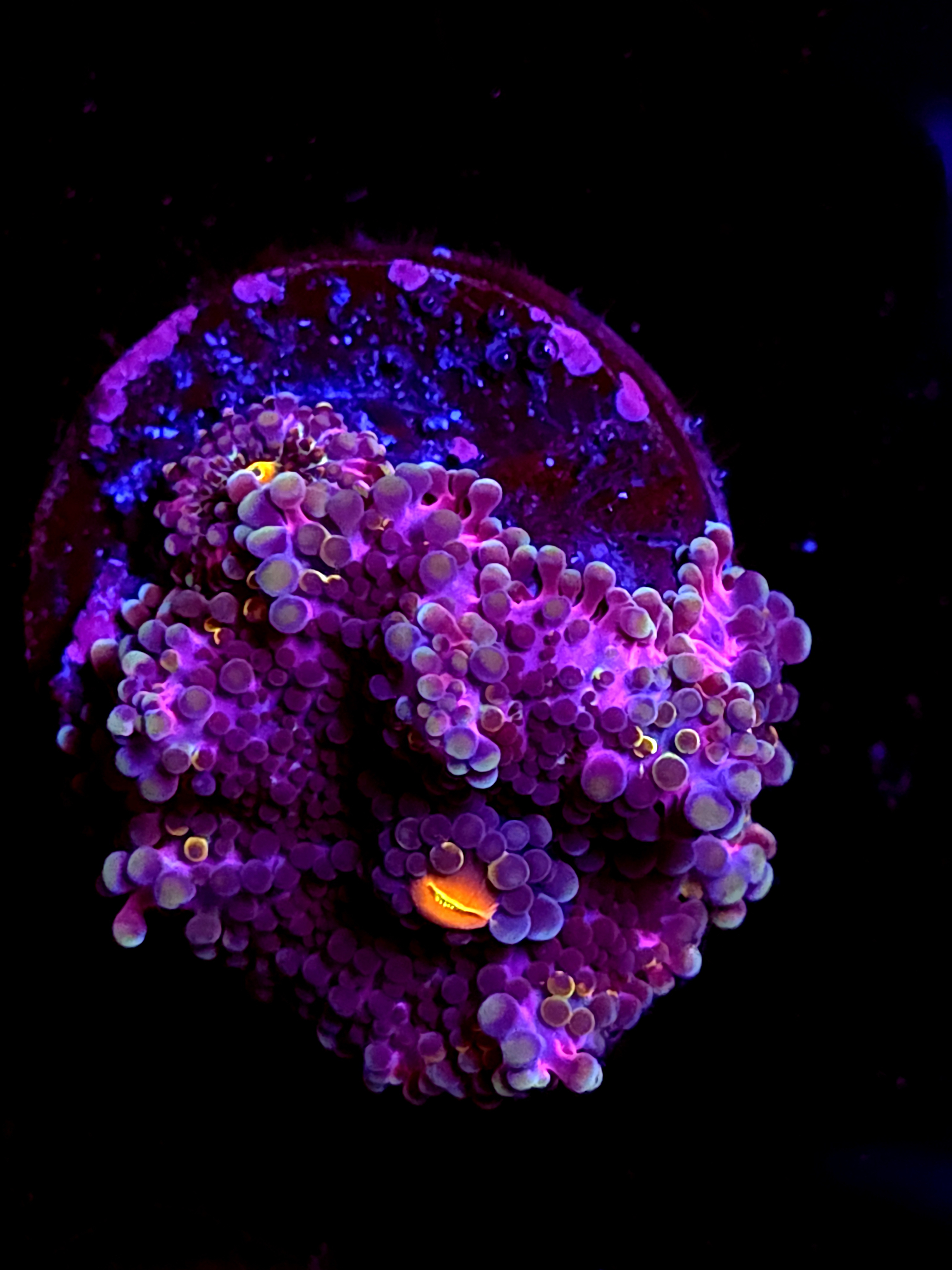 SBB "Purple Passion" Mushroom Medium