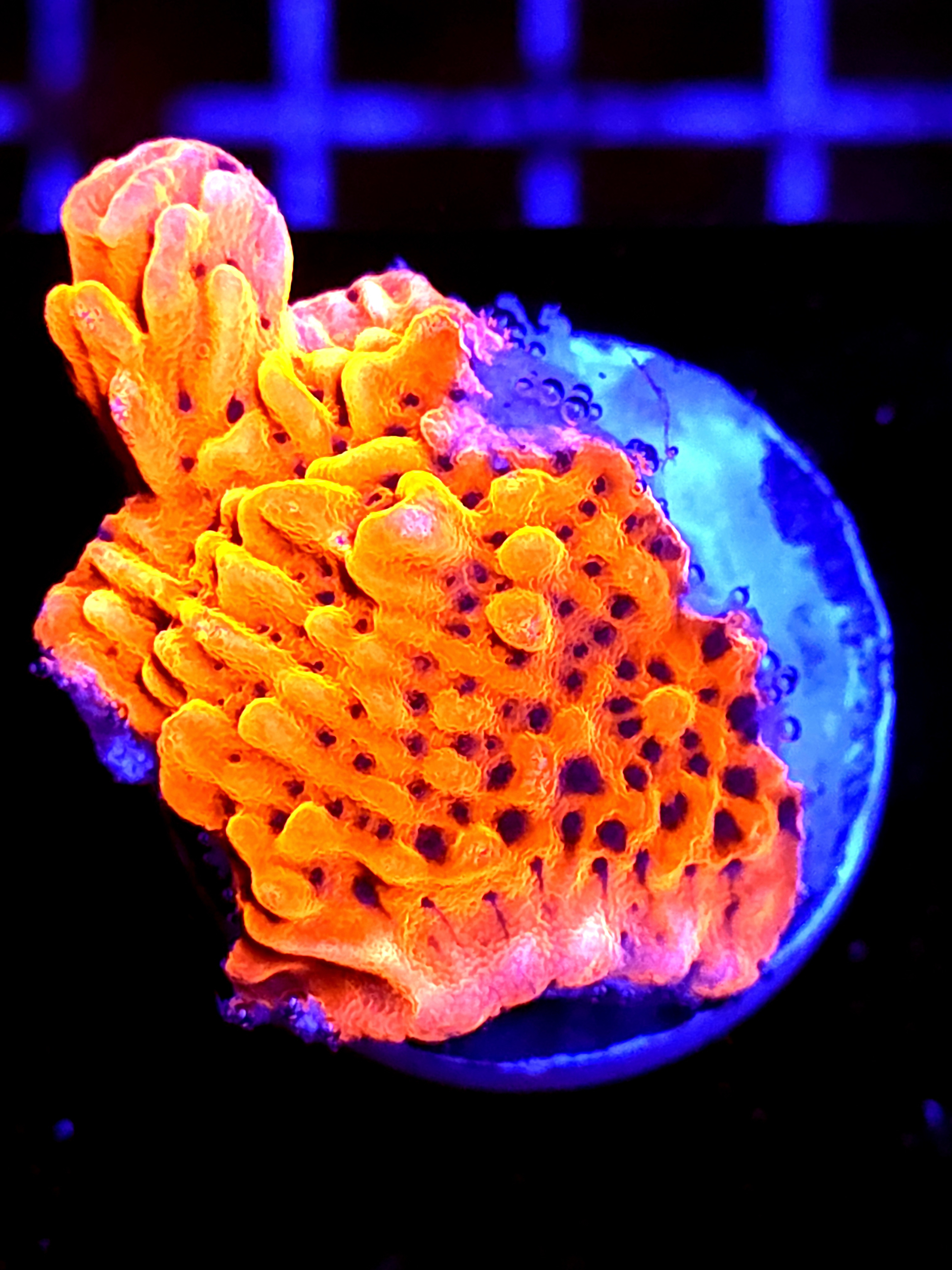 SBB "Cherry Tree" Medium Monti