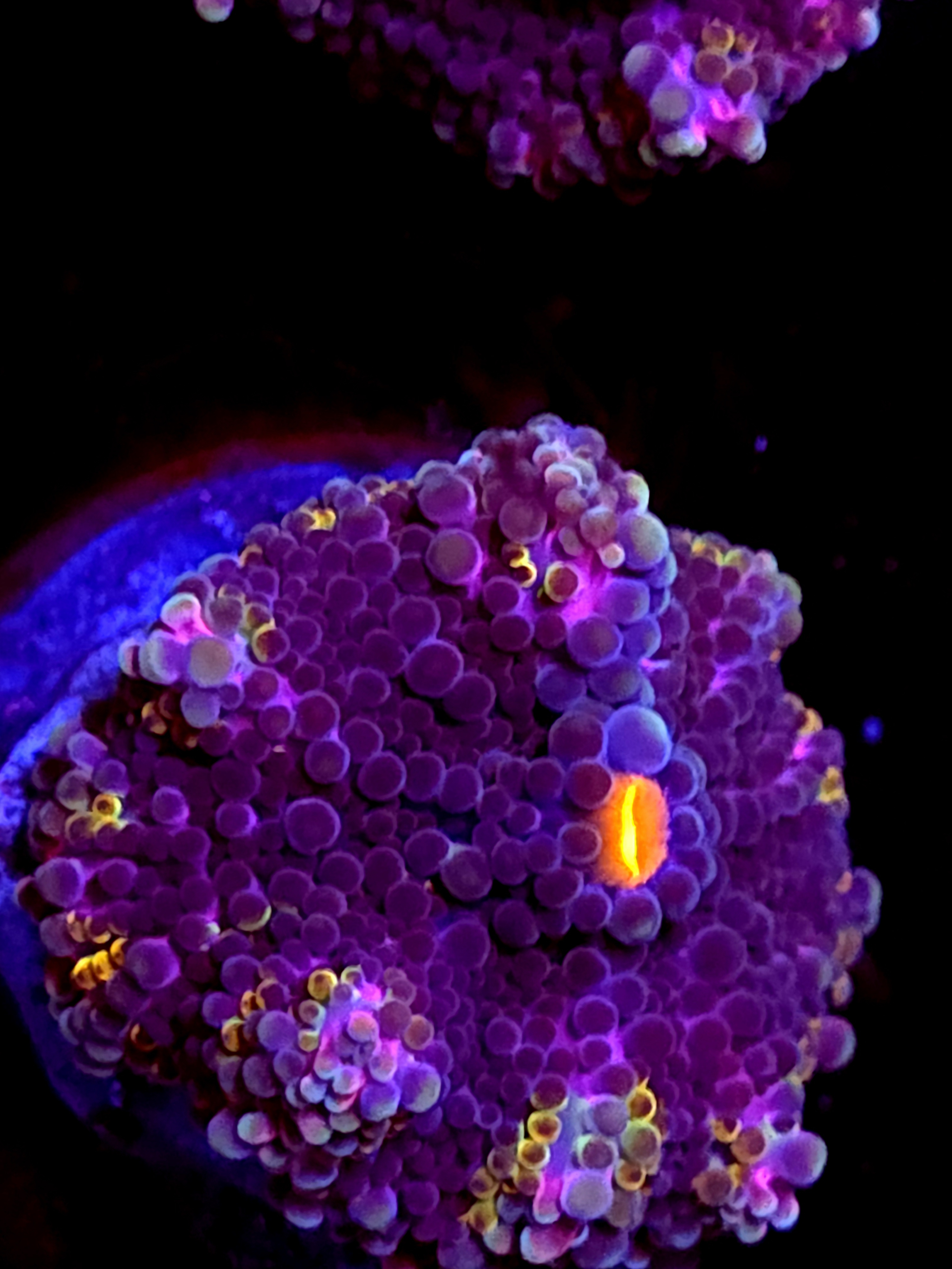 SBB "Purple Teddy" Mushroom Medium