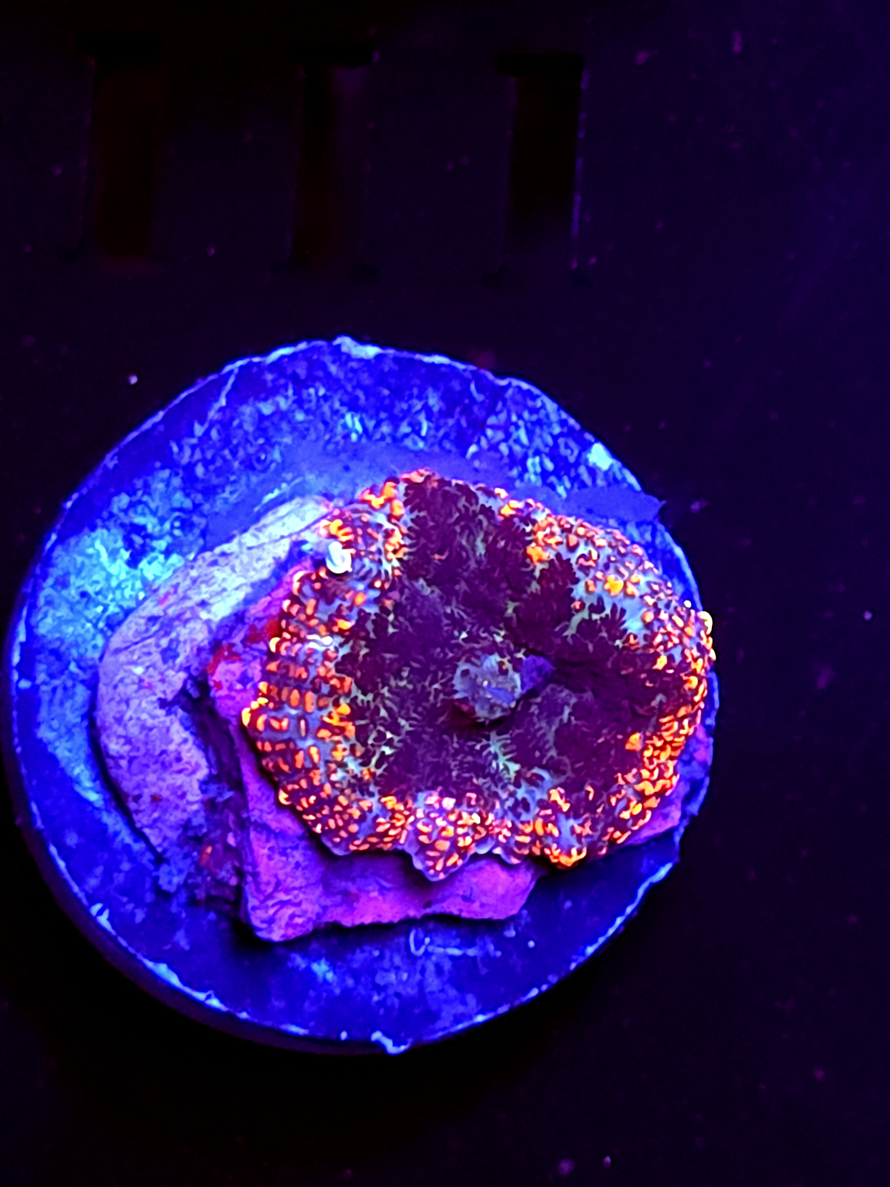 SBB "No Name" Mushroom Small