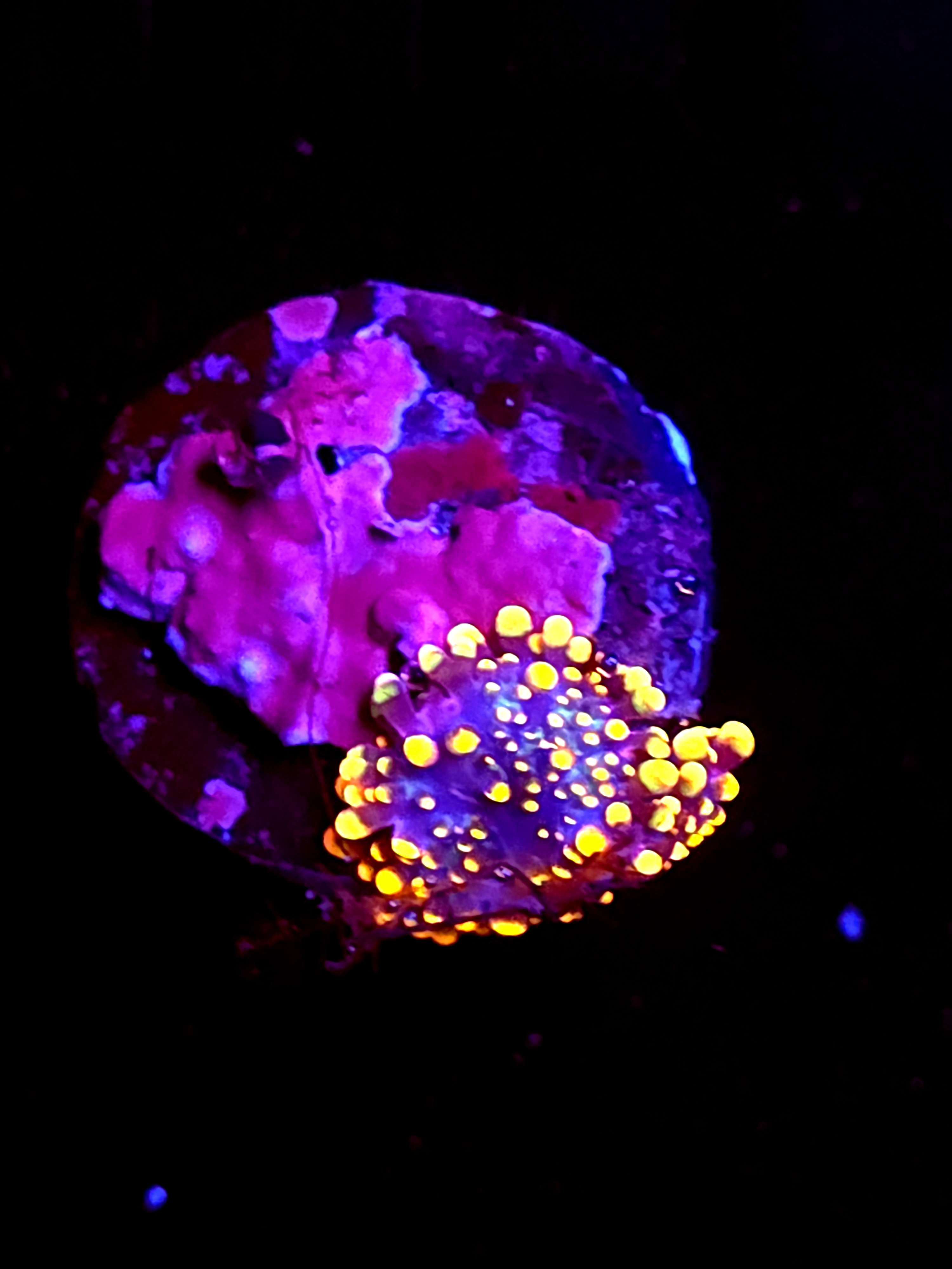 SBB "King Kong" Mushroom 2 Tiny