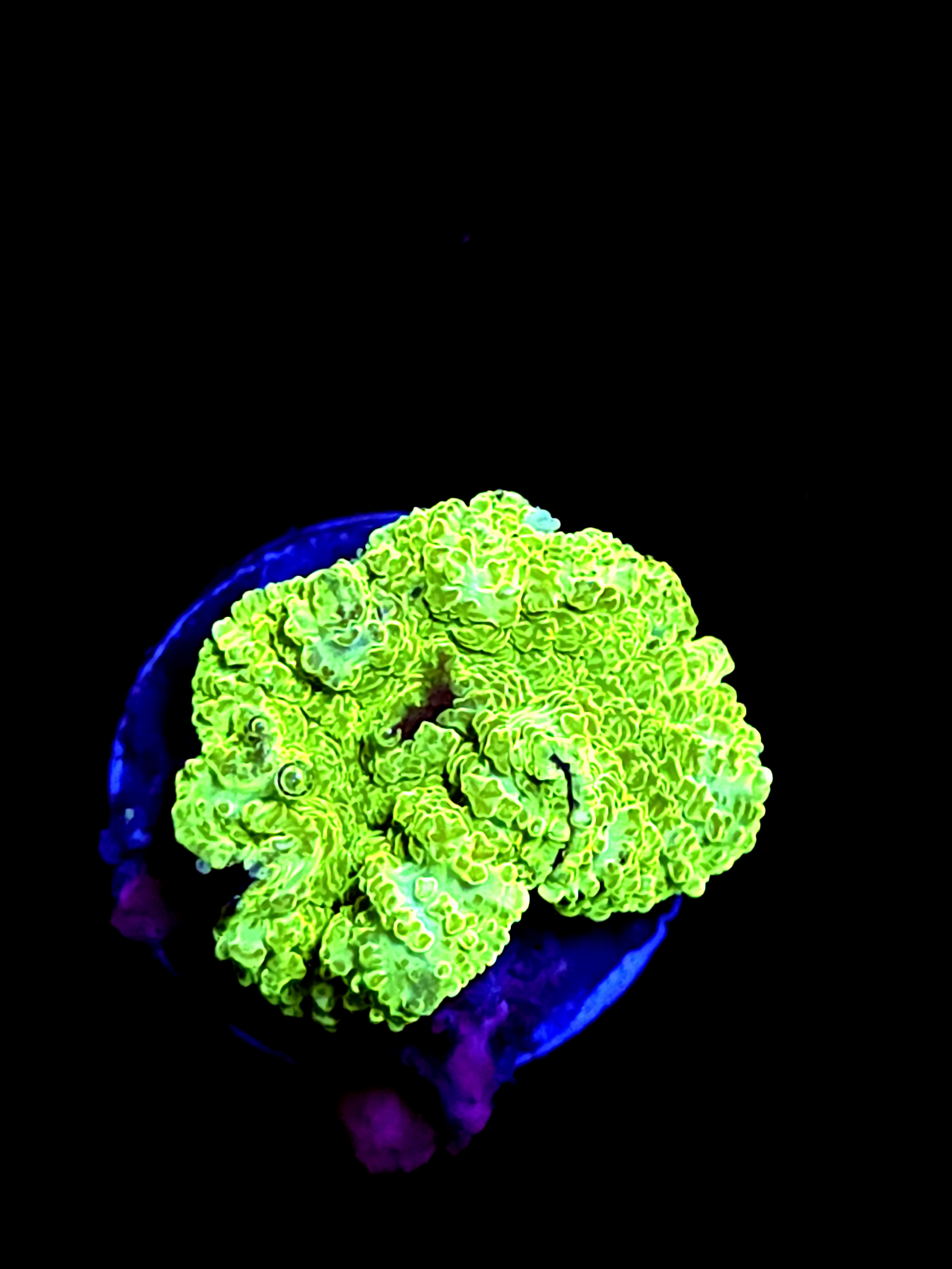 SBB "Mystery Signature" Mushroom Medium