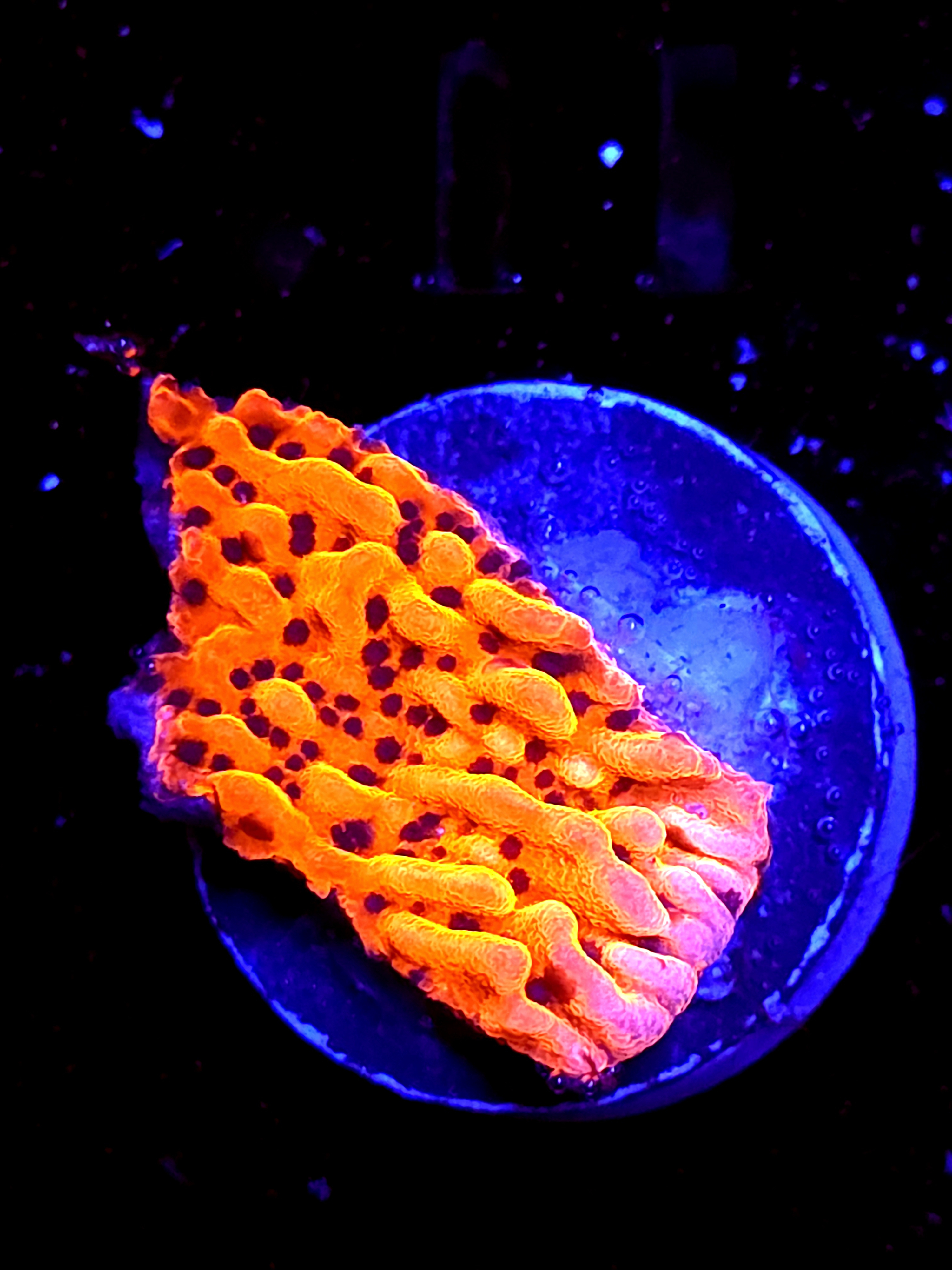 SBB "Mystery Signature" Medium Monti