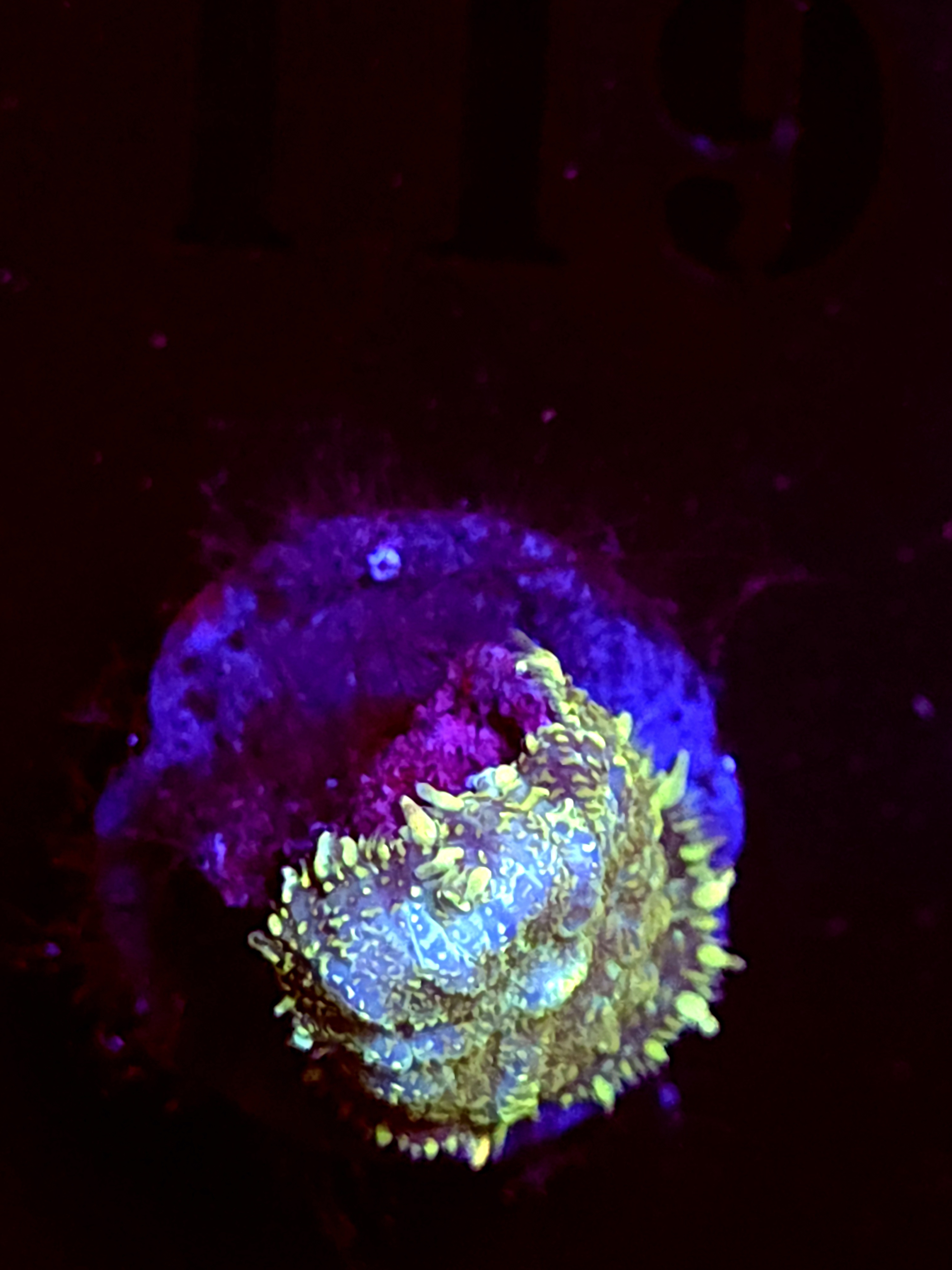 SBB "Opal Burst" Mushroom Small