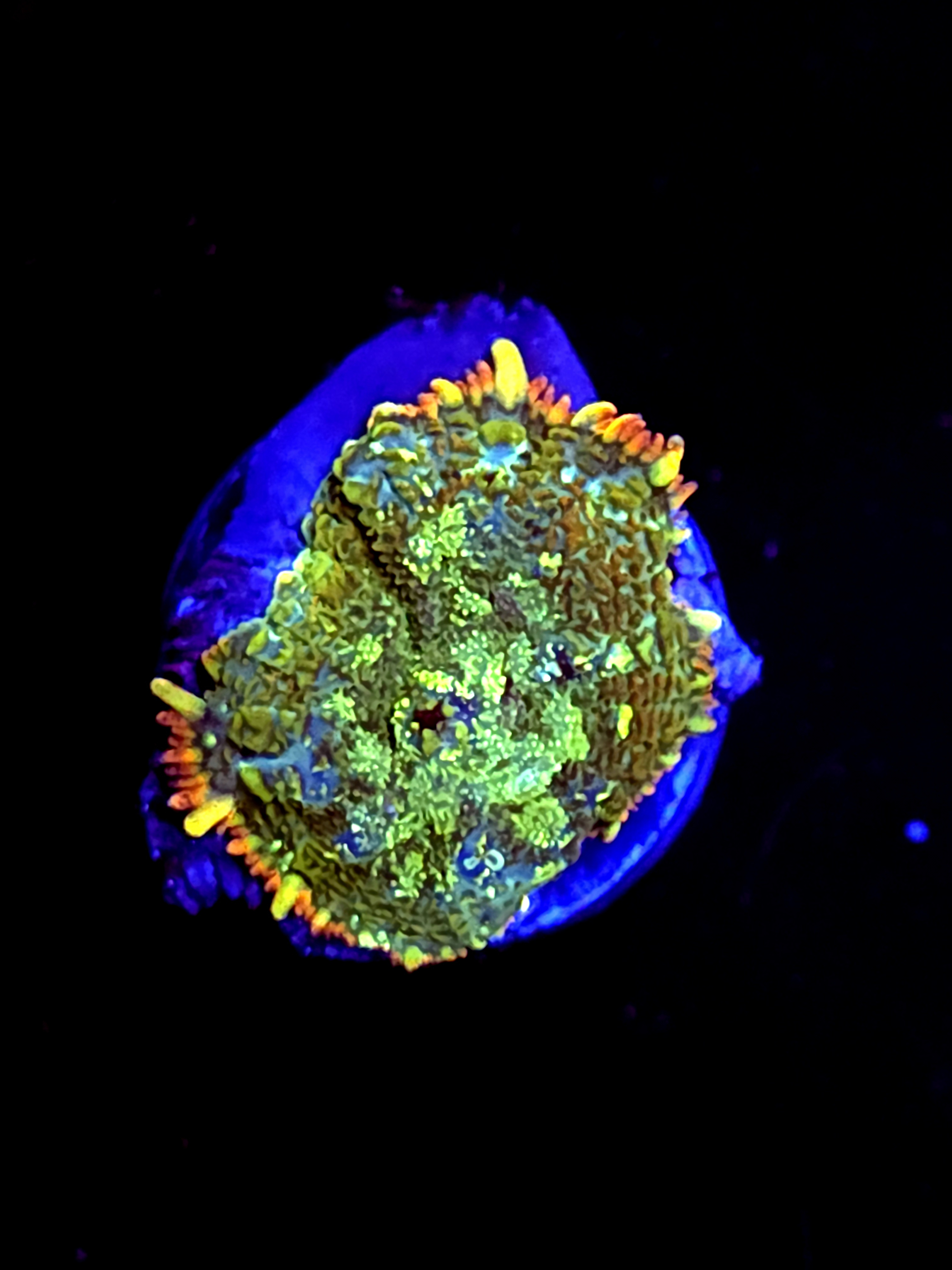 SBB " Mystery Signature" Mushroom Small