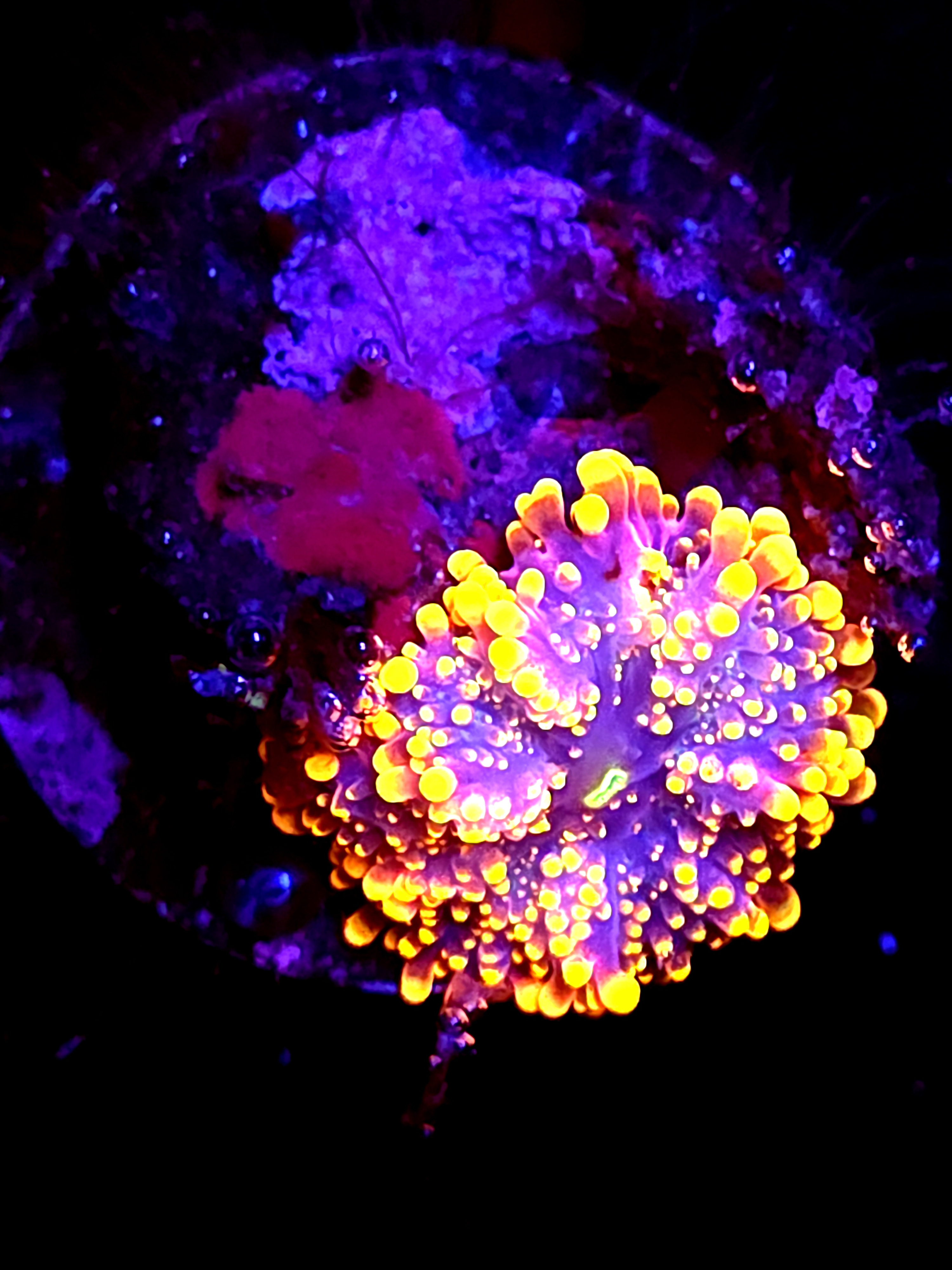 SBB " King Kong" Mushroom Small