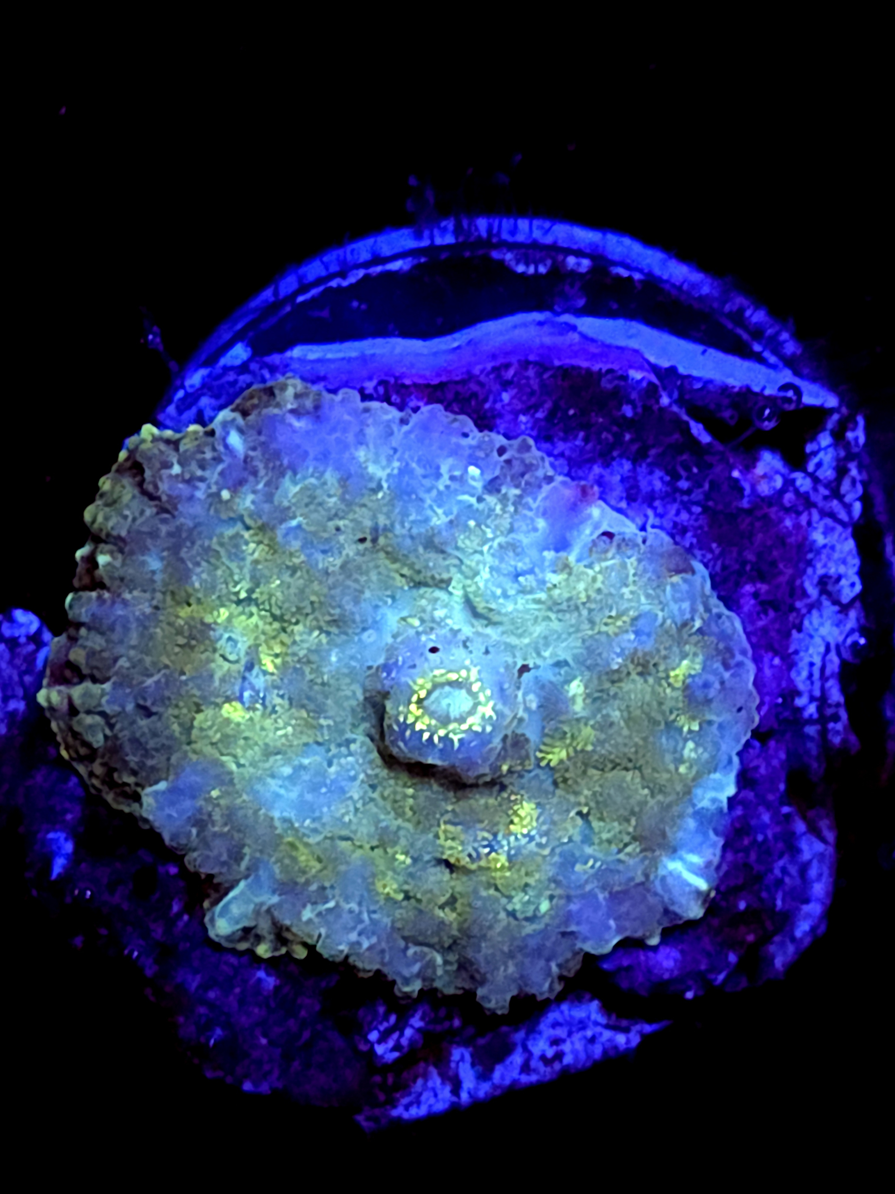 SBB "Opal Burst" Mushroom Medium