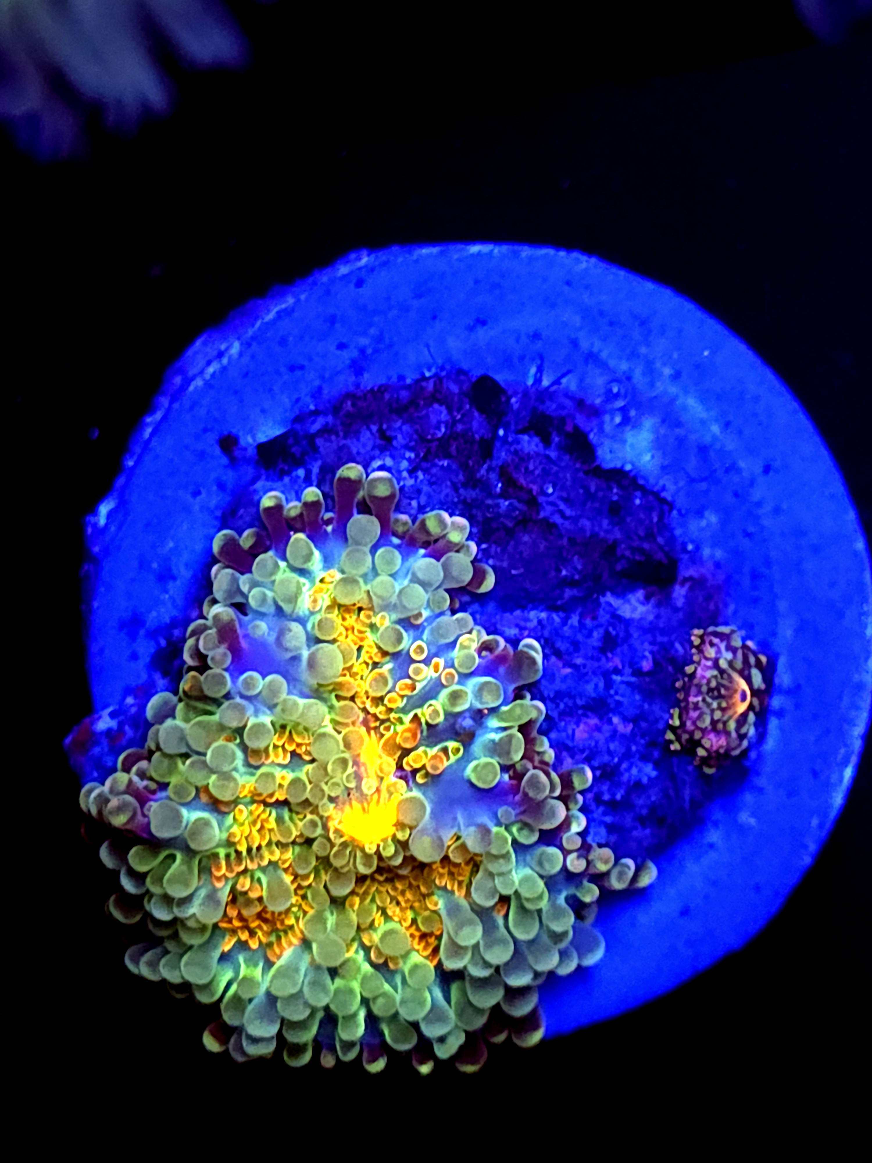 SBB "No Name" Mushroom Medium + Baby