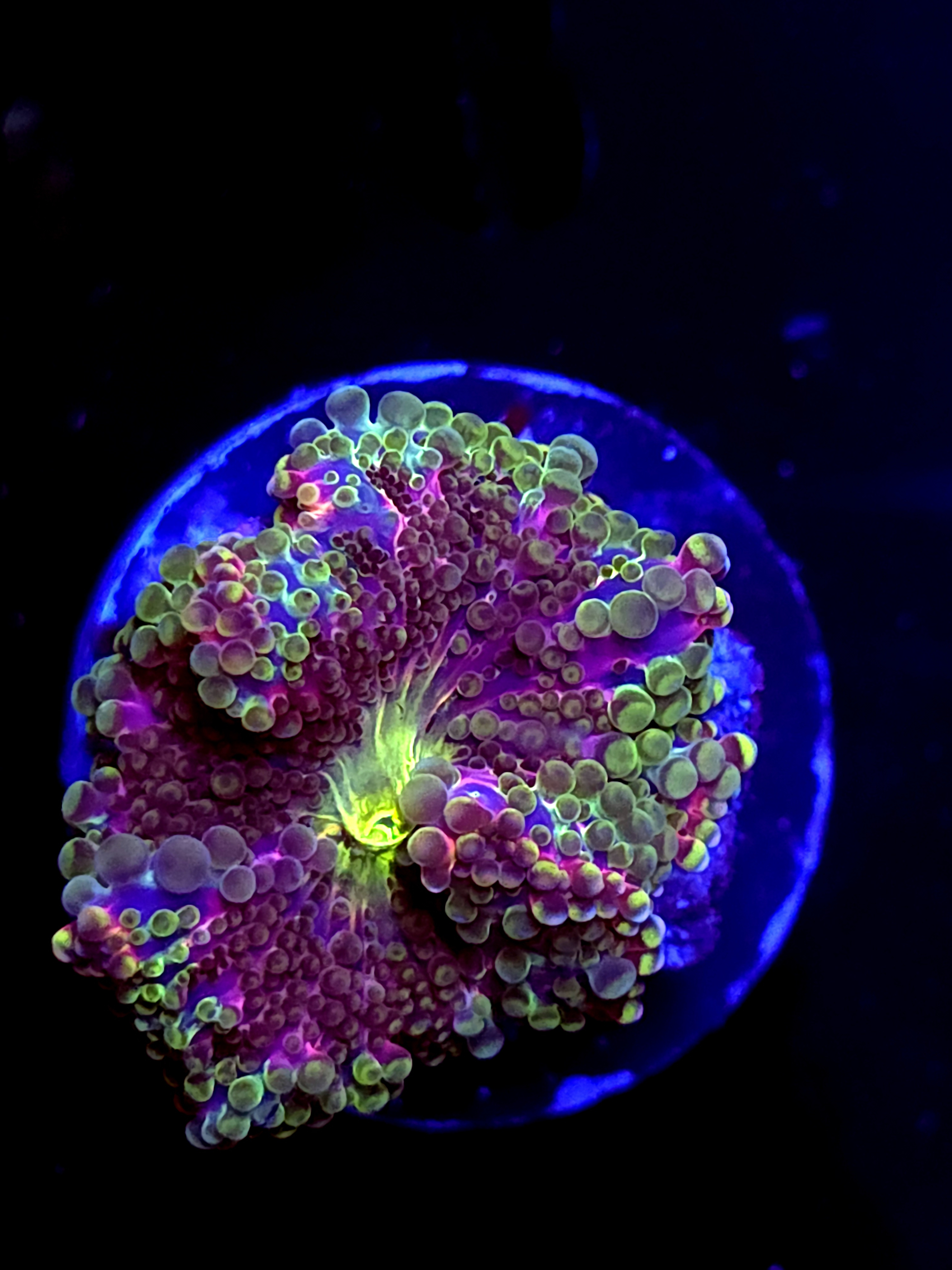 SBB "Artic Neon" Mushroom Medium