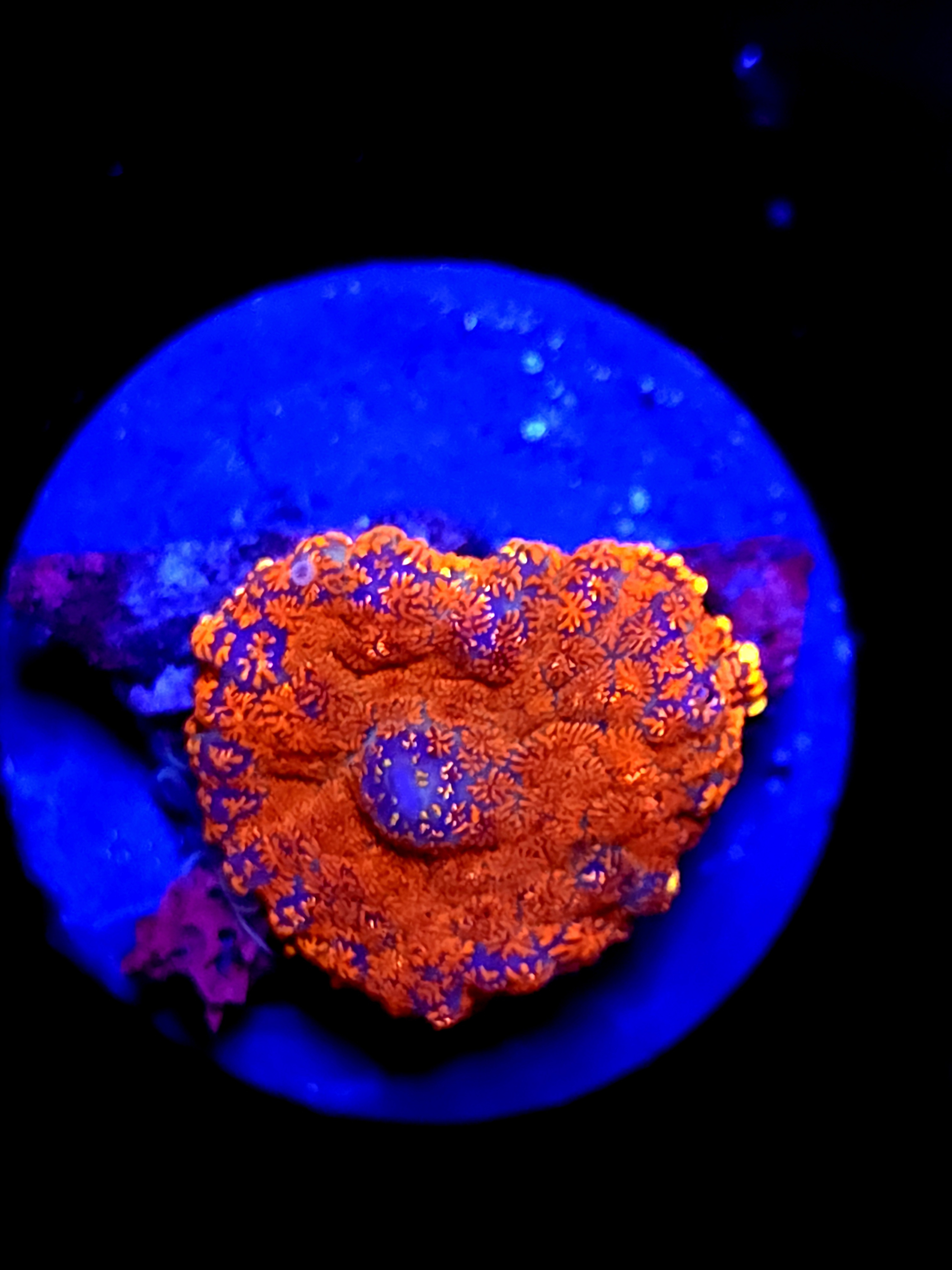 SBB "Nova Core" Murshroom Medium