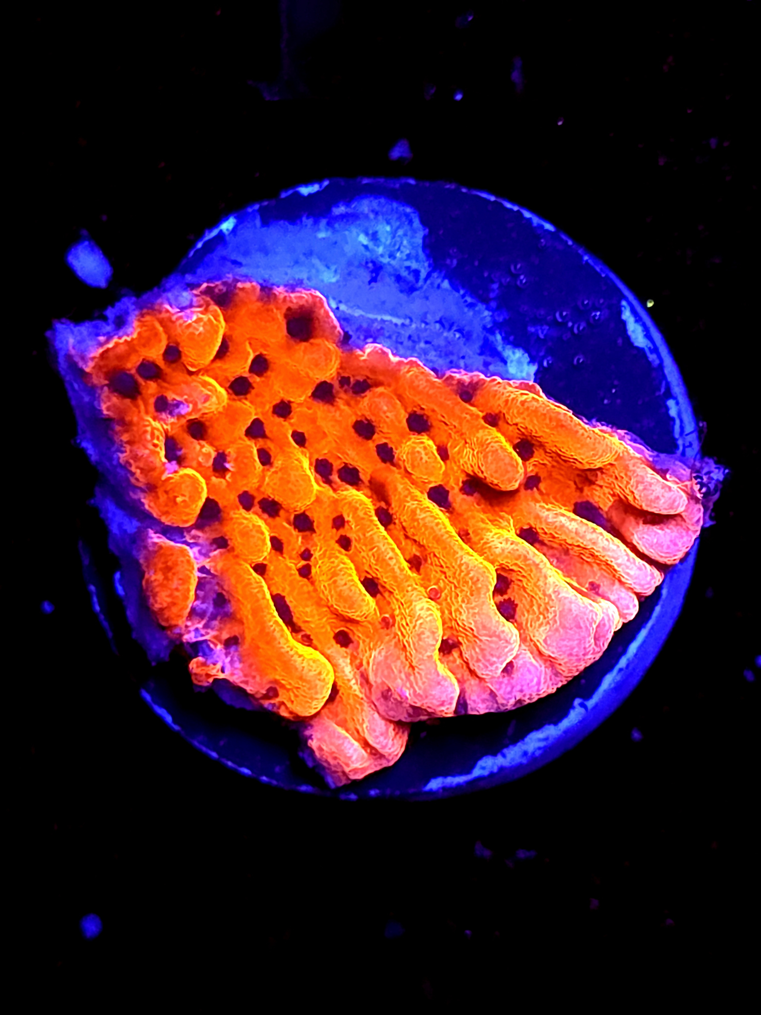 SBB "Cherry Tree" Medium Monti