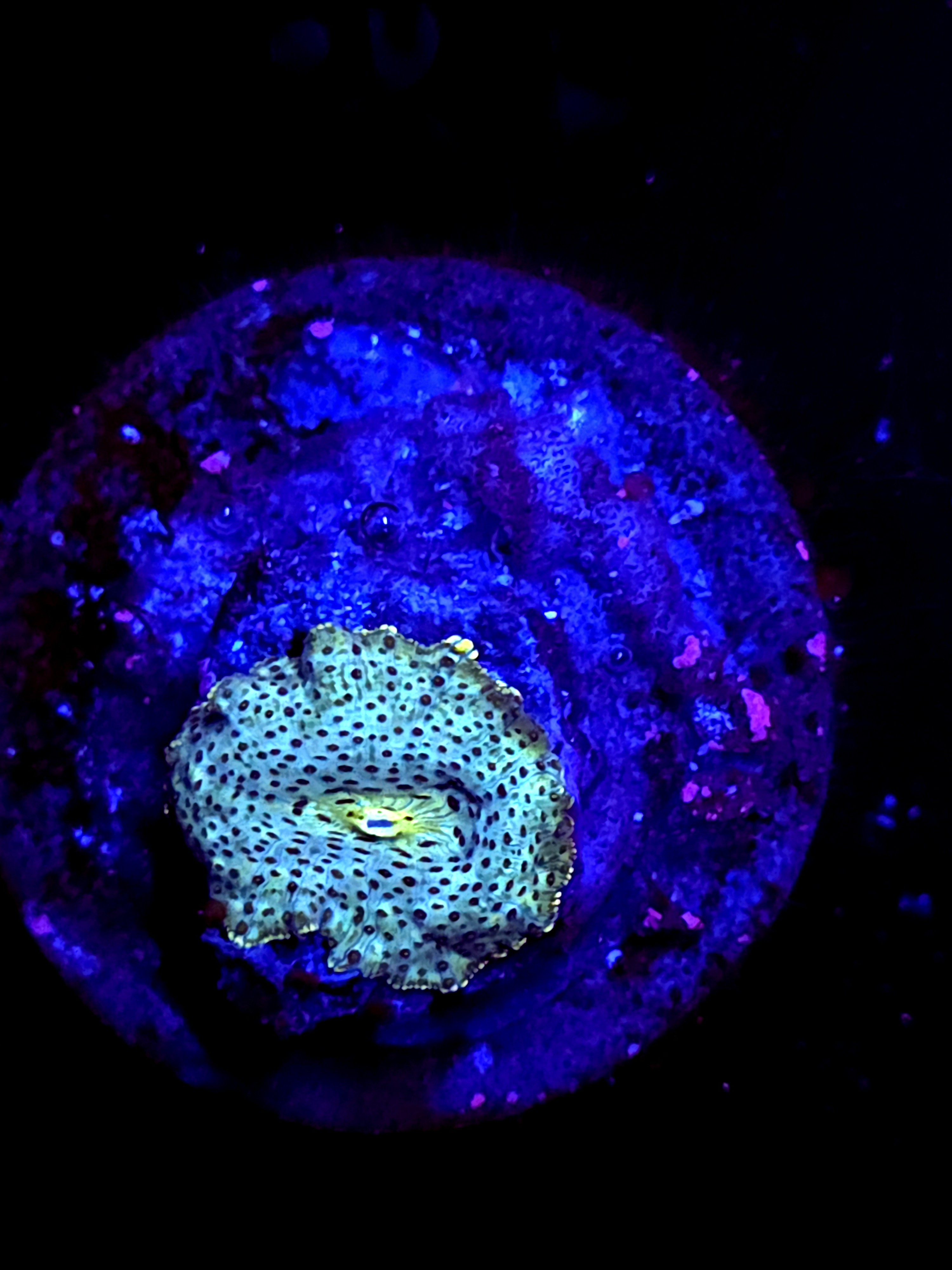 SBB "Mystery Signature" Mushroom Small