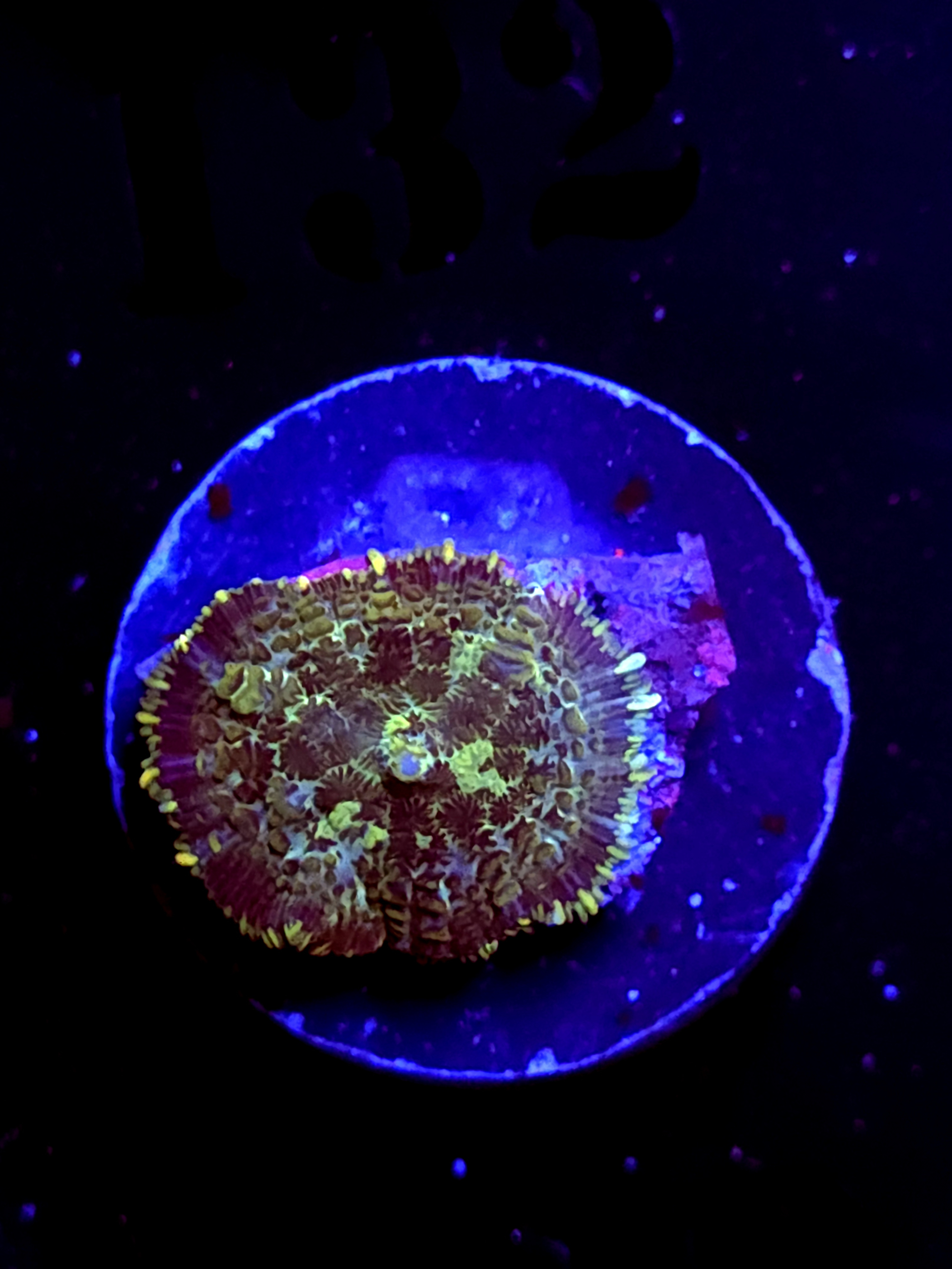 SBB "Cryo Star" Mushroom Small