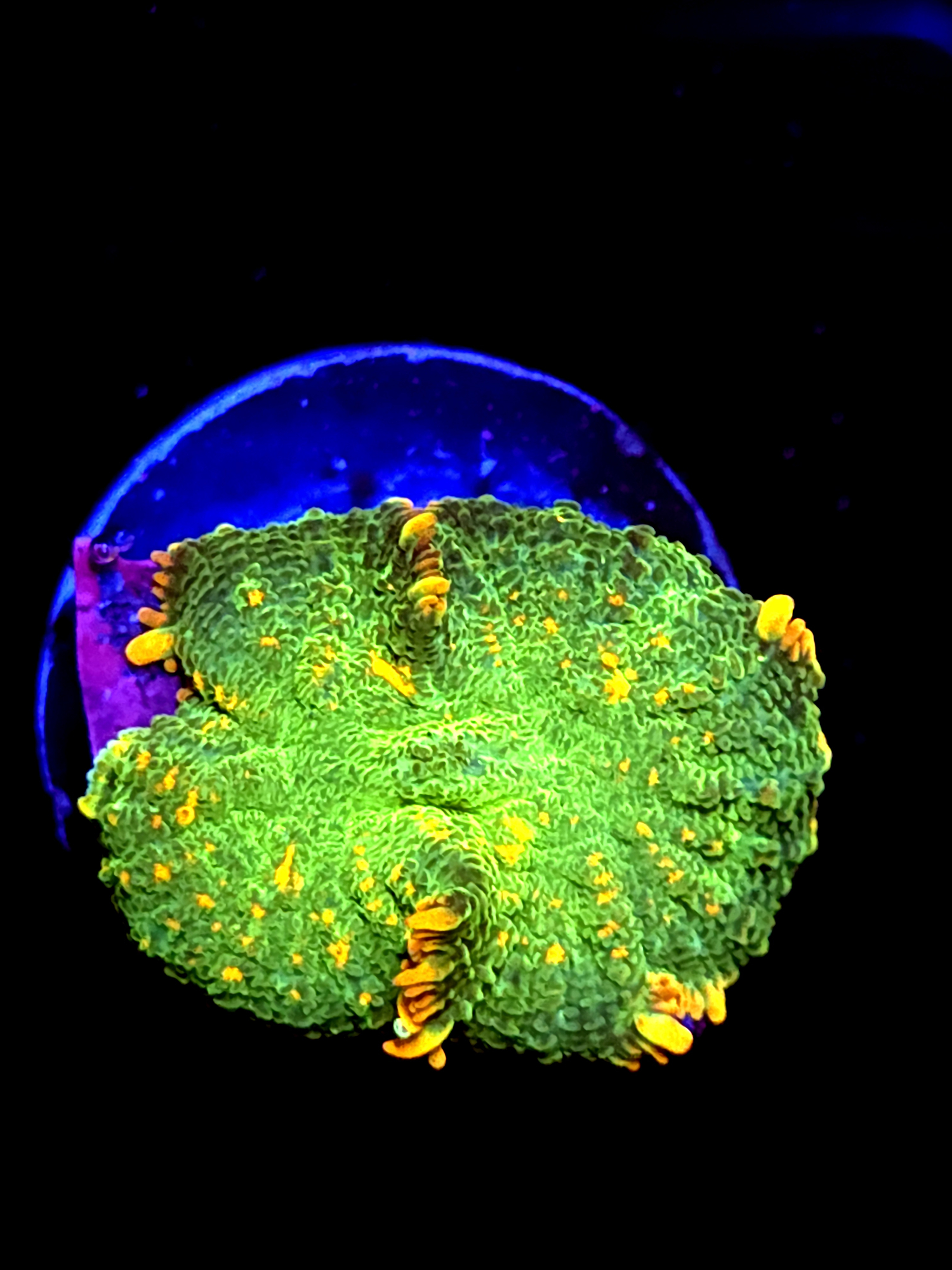 SBB "Nebula Ice" Mushroom Medium