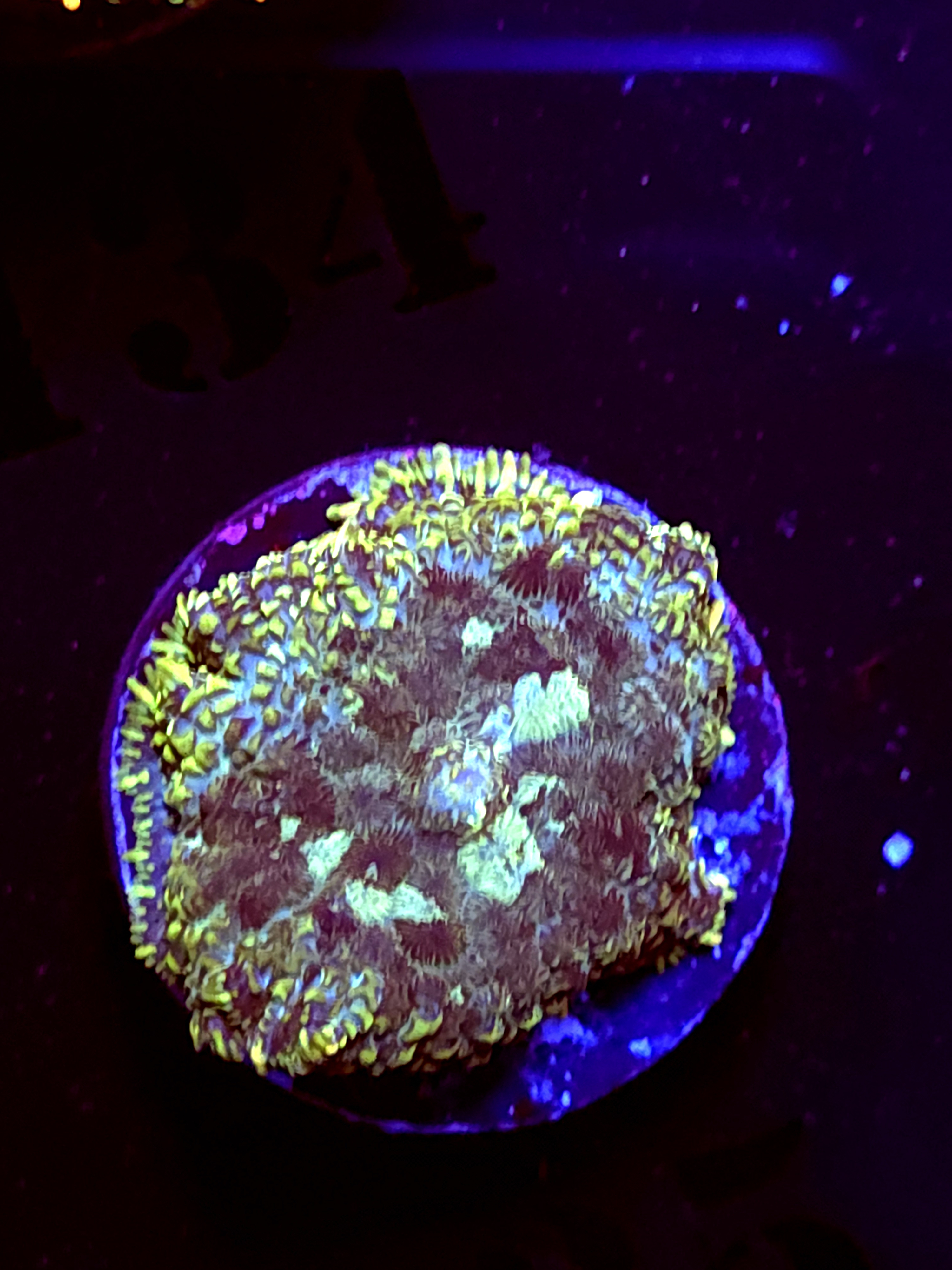 SBB "Cryo Star" Mushroom Medium