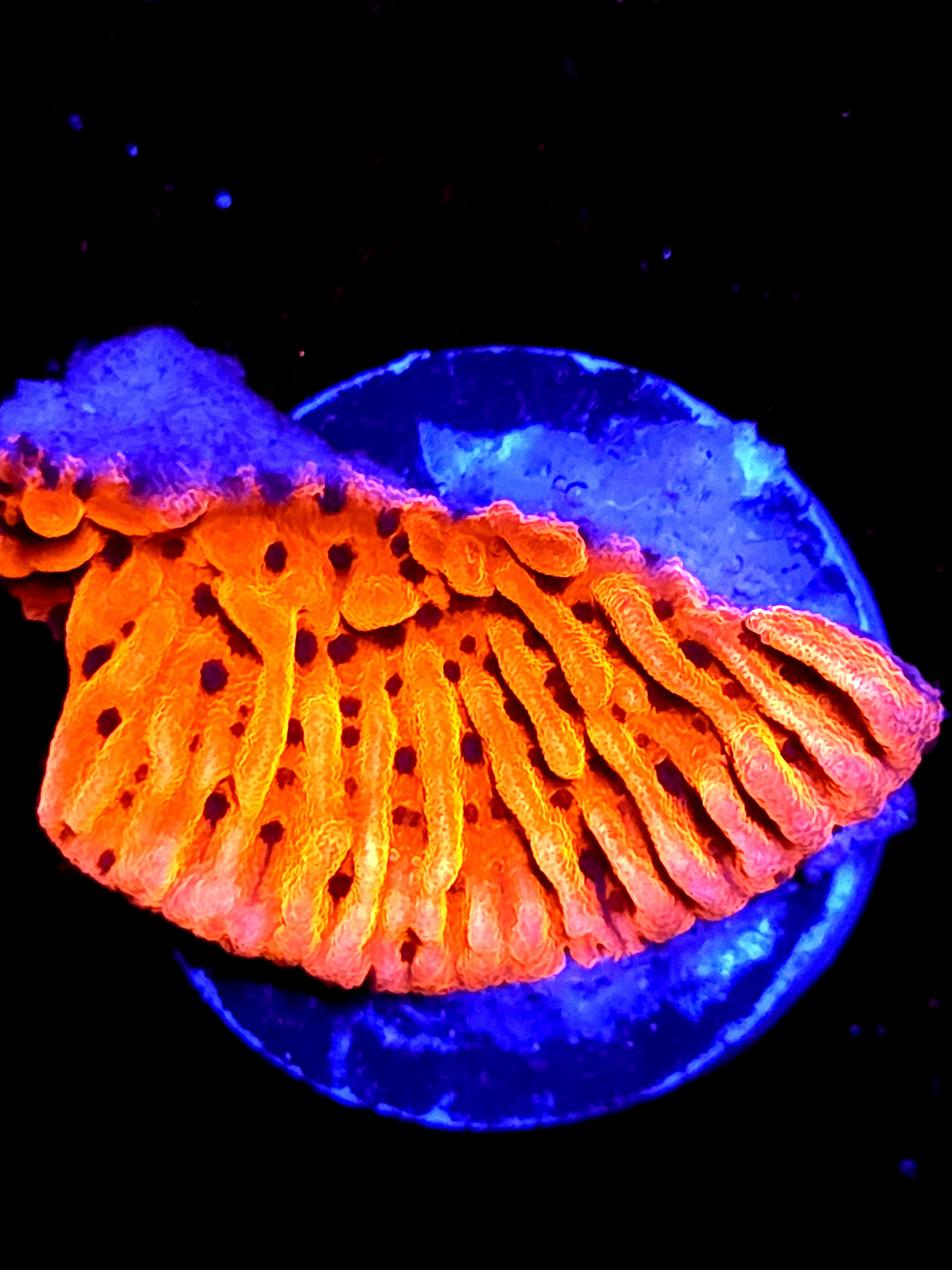 SBB "Cherry Tree" Medium Monti