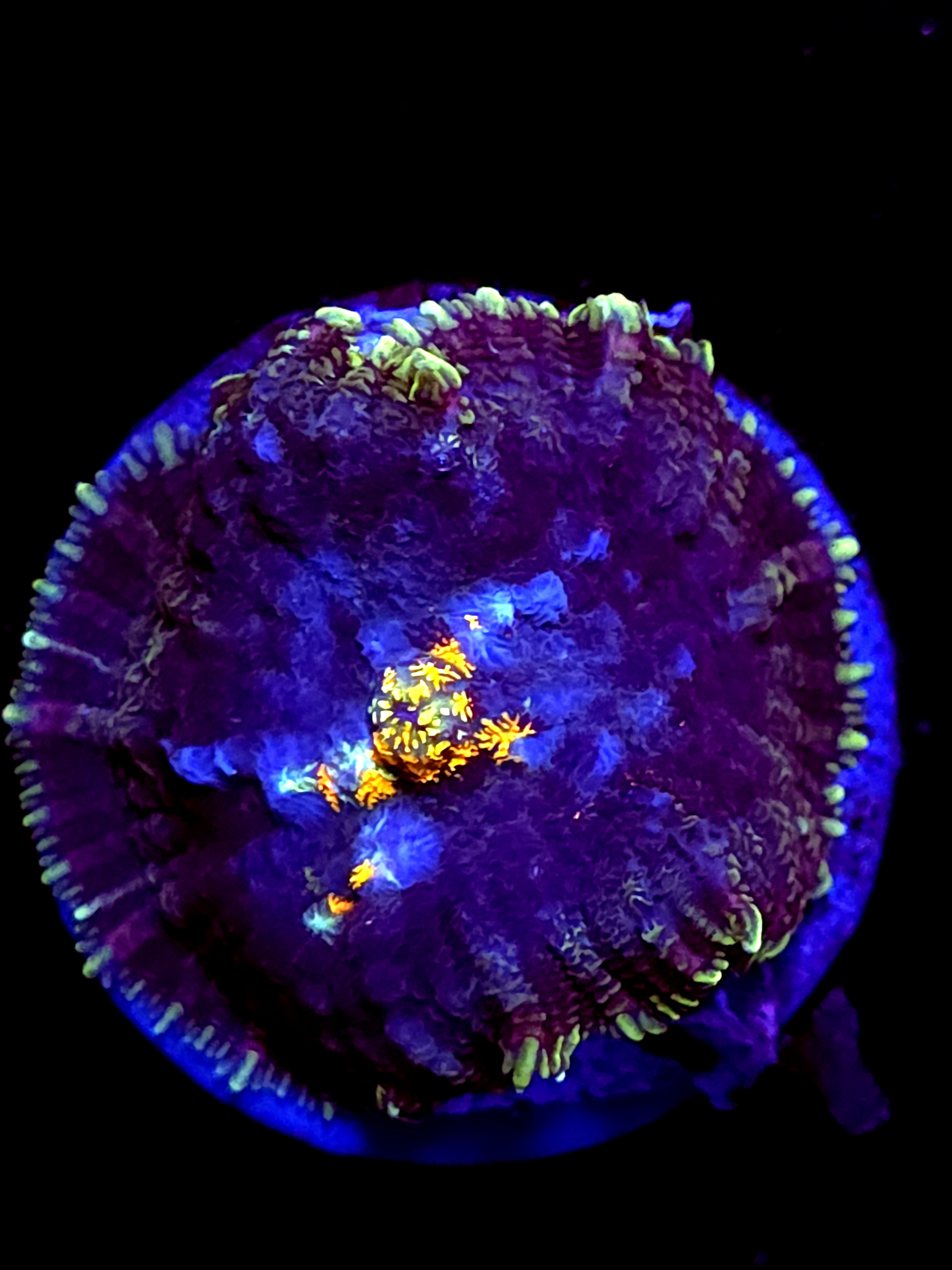 SBB "Coral Flare" Mushroom Large