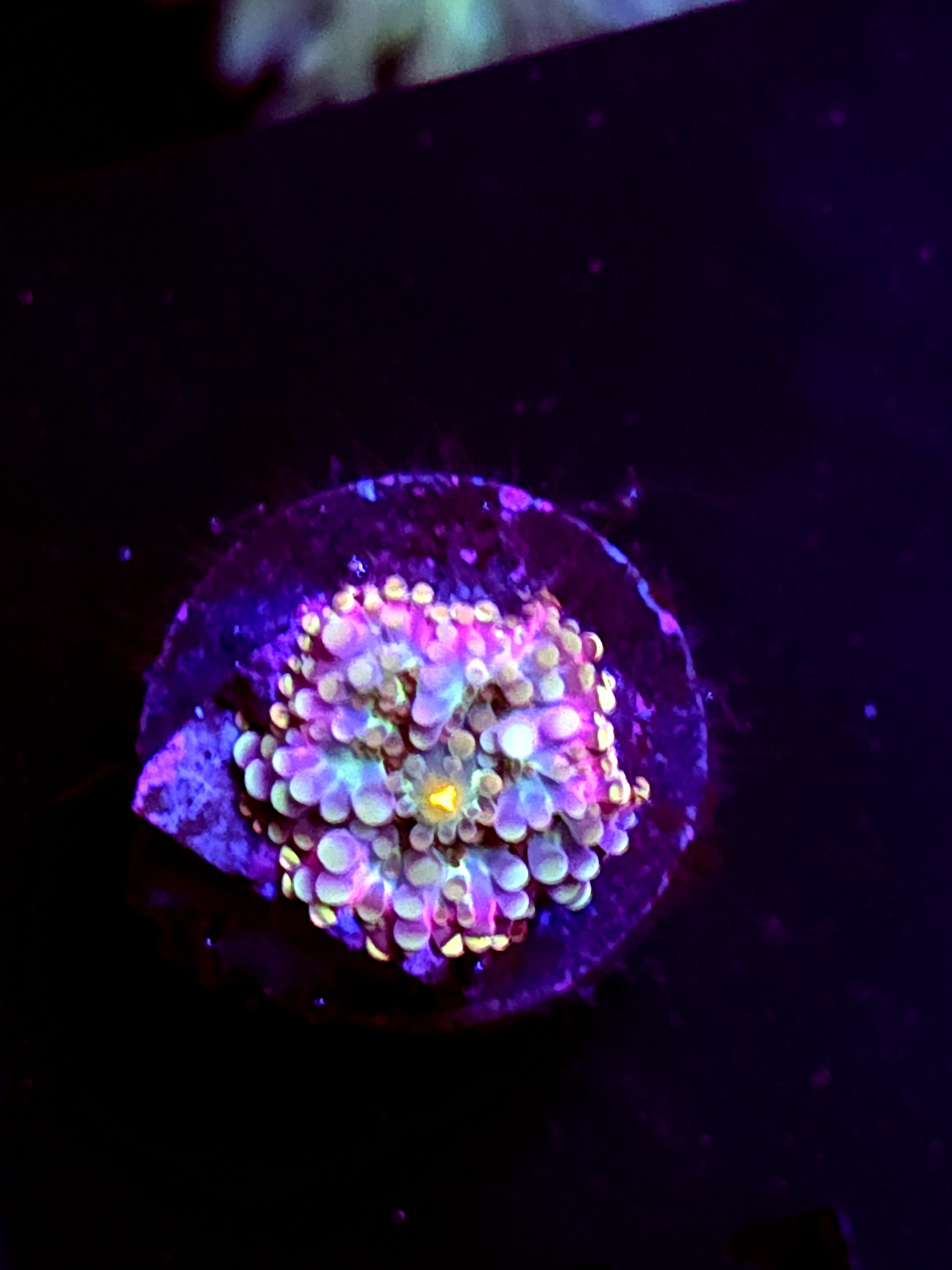 SBB "Artic Neon" Mushroom Small