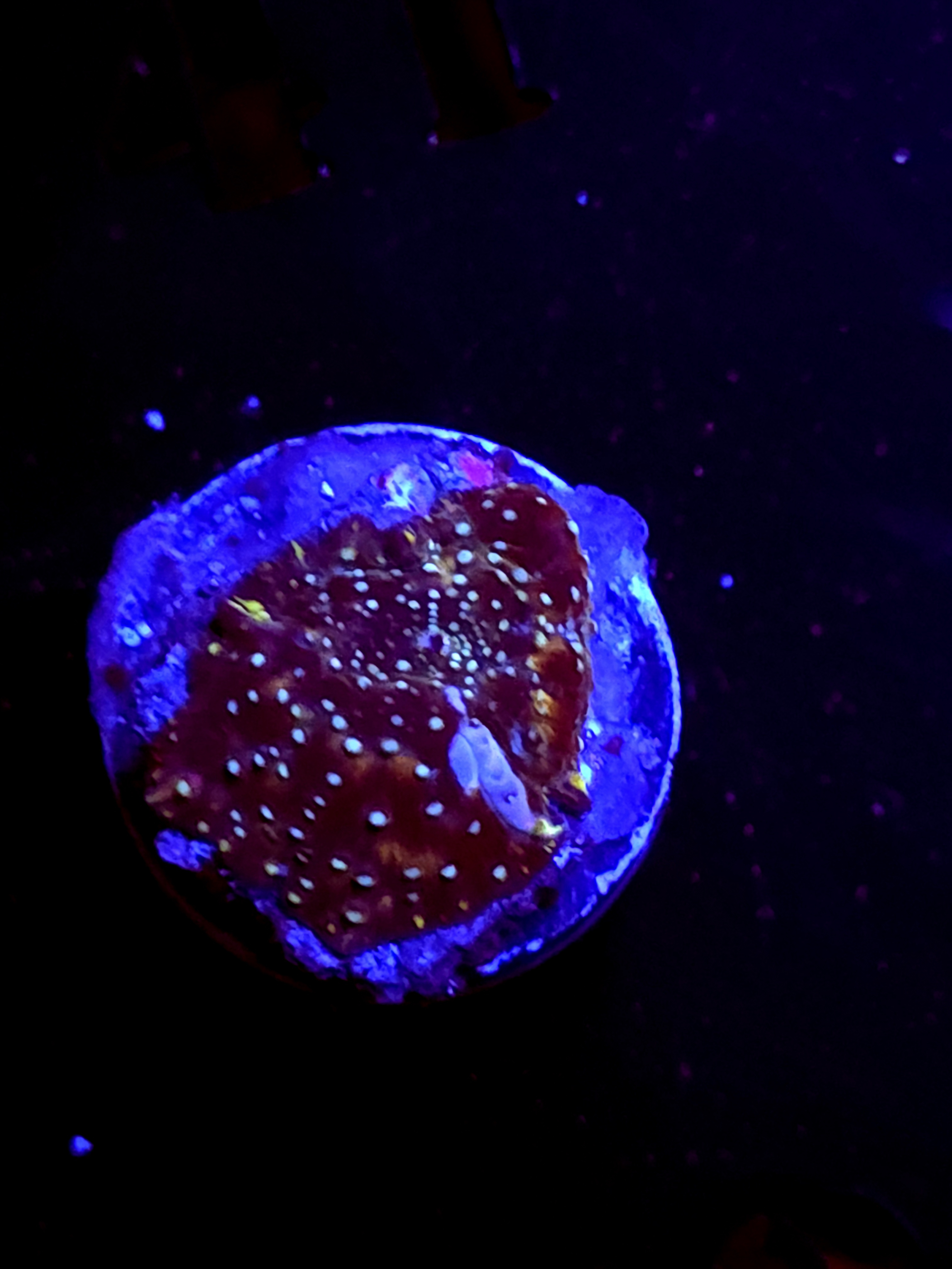 SBB "Radiant Crown" Mushroom Small