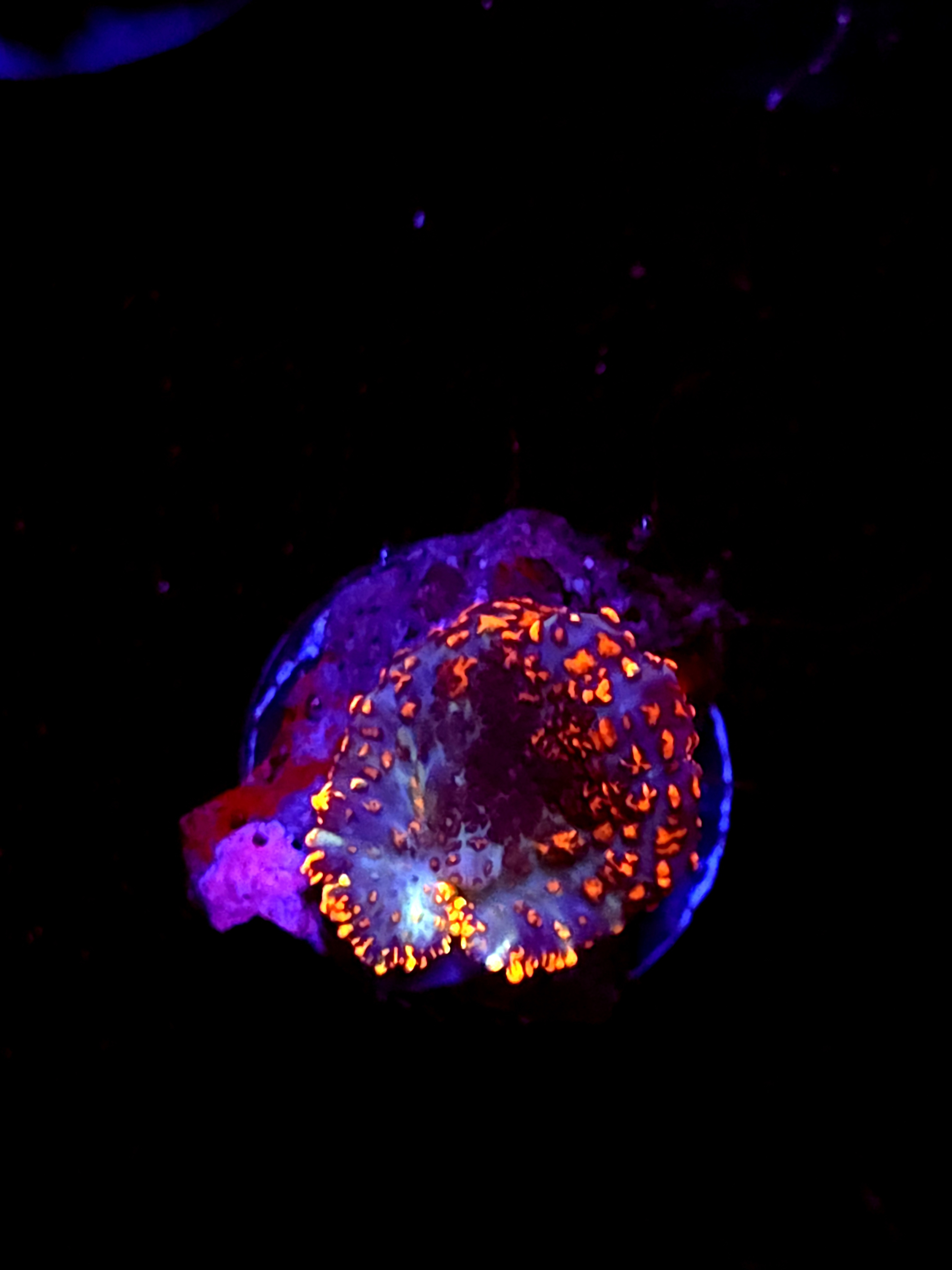 SBB "No Name" Mushroom Small