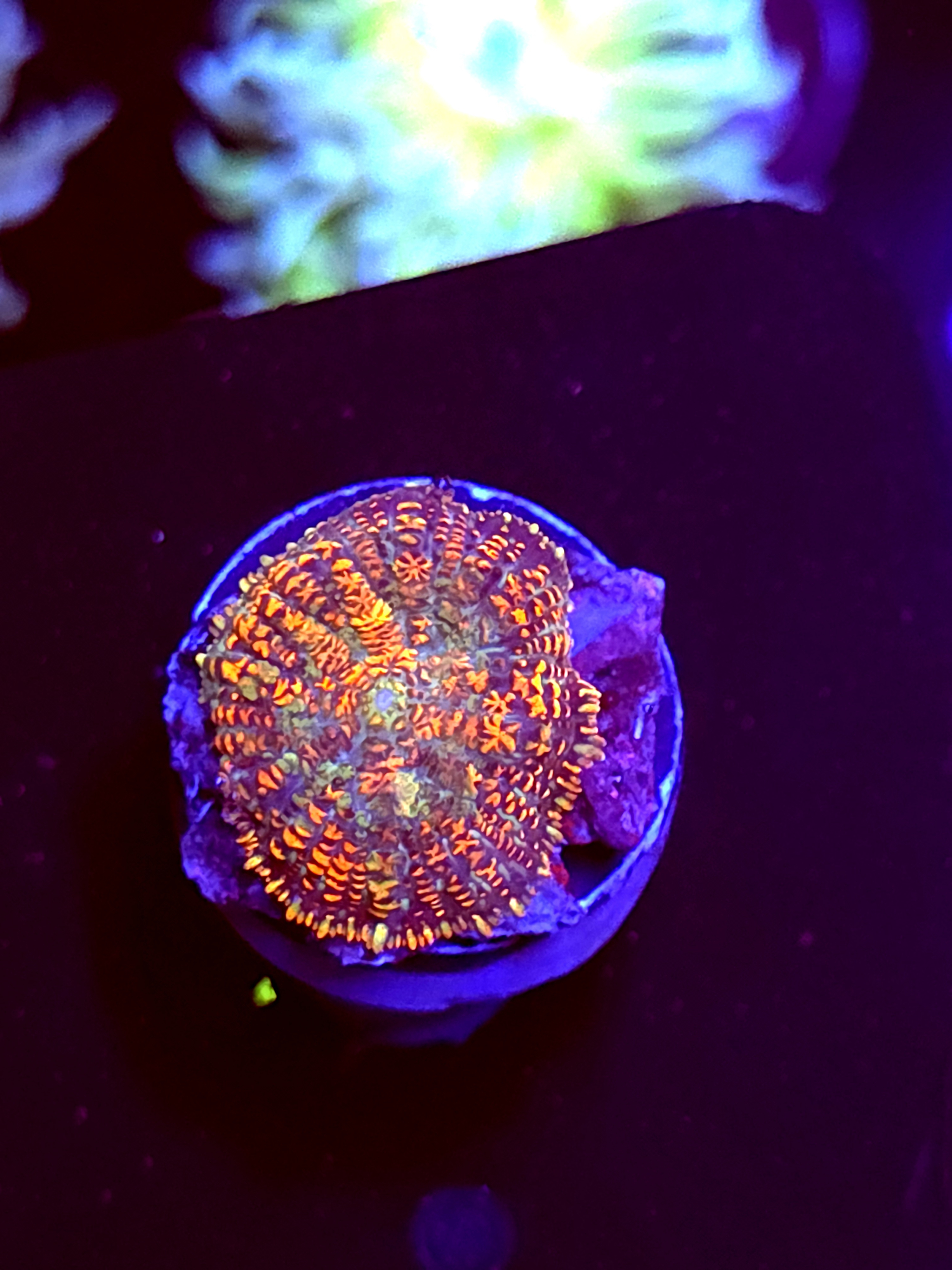 SBB "Mystery Signature" Mushroom Small