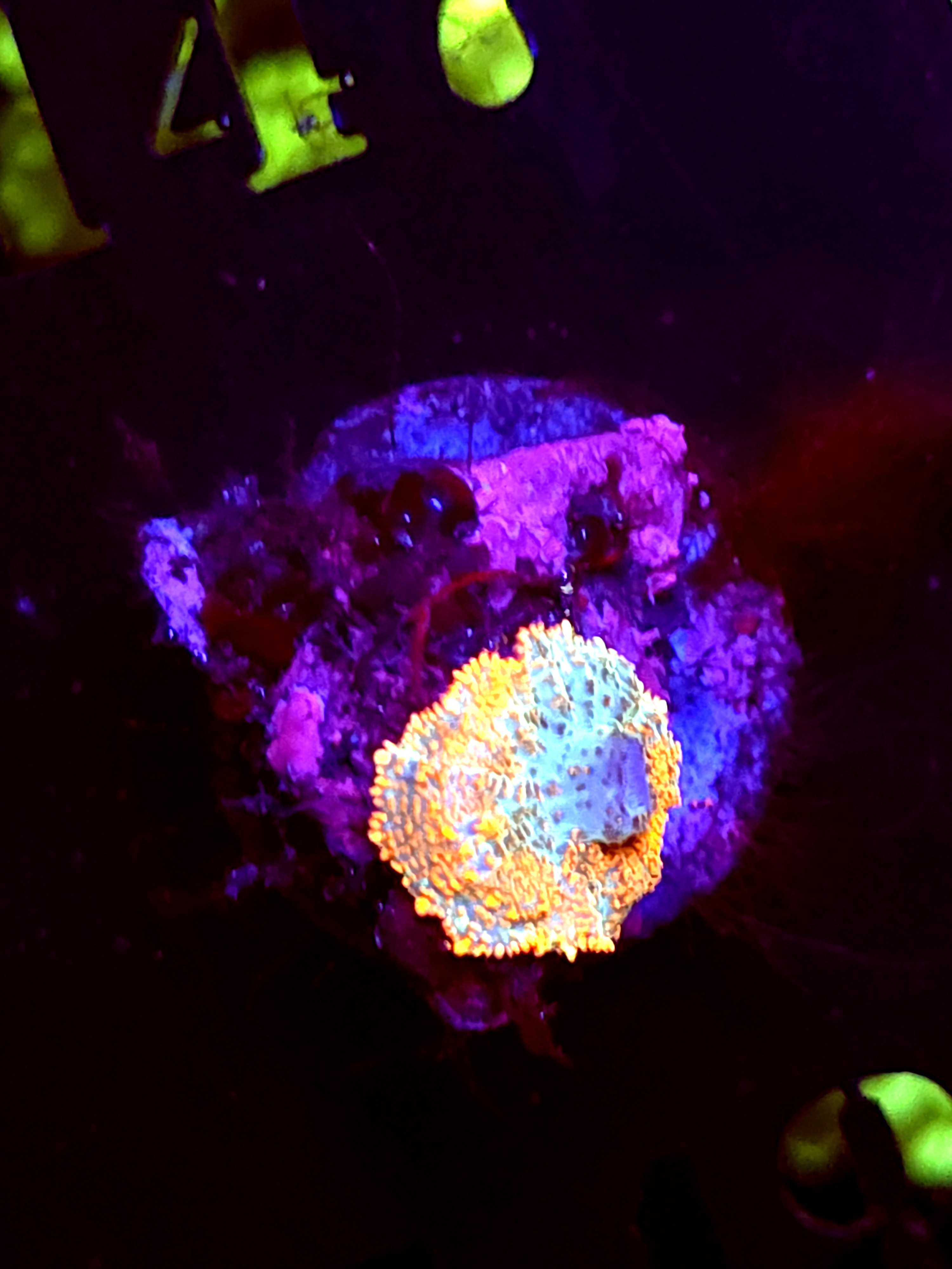 SBB "Opal Burst" Mushroom Small