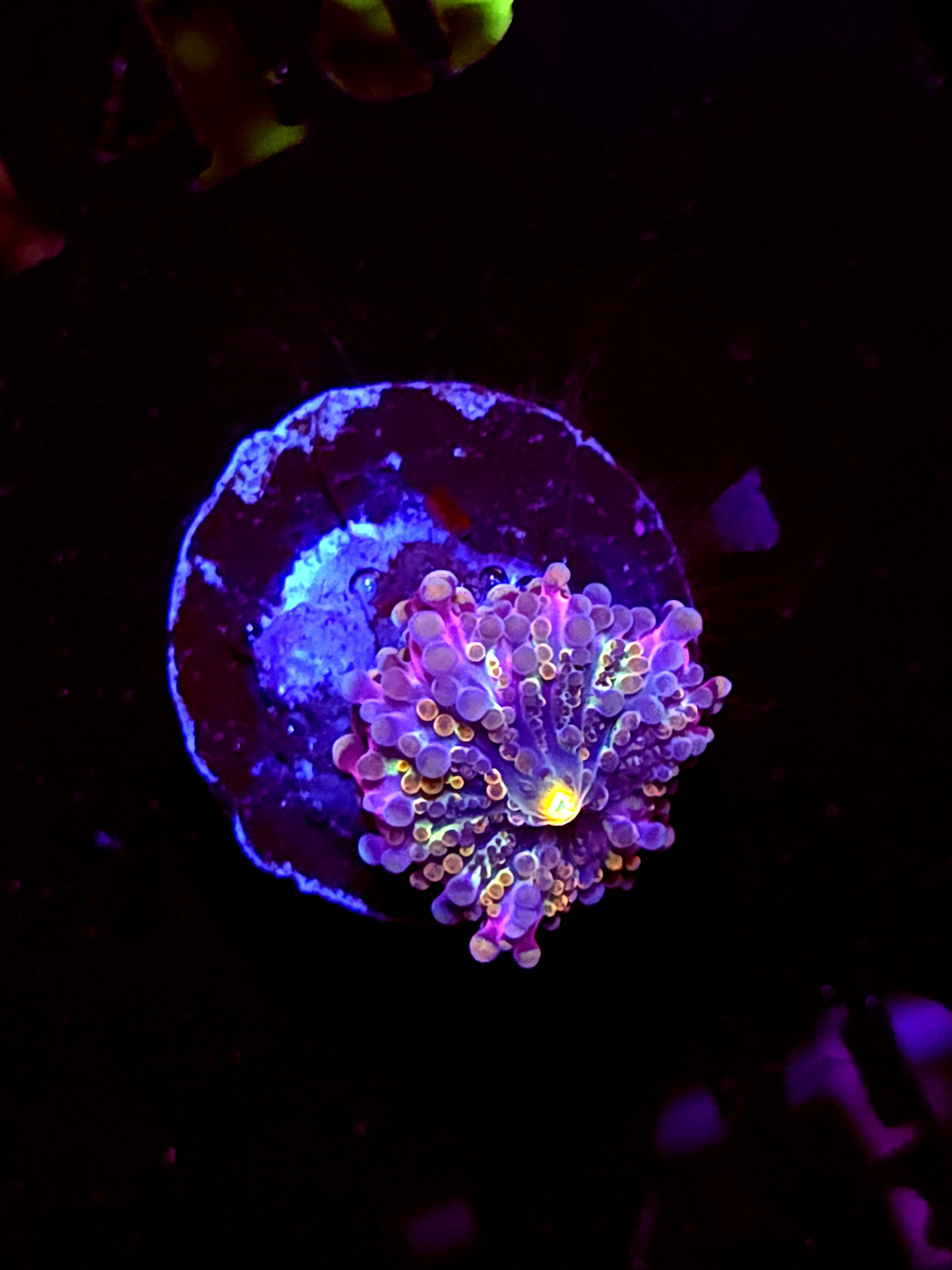 SBB "No Name" Mushroom Small