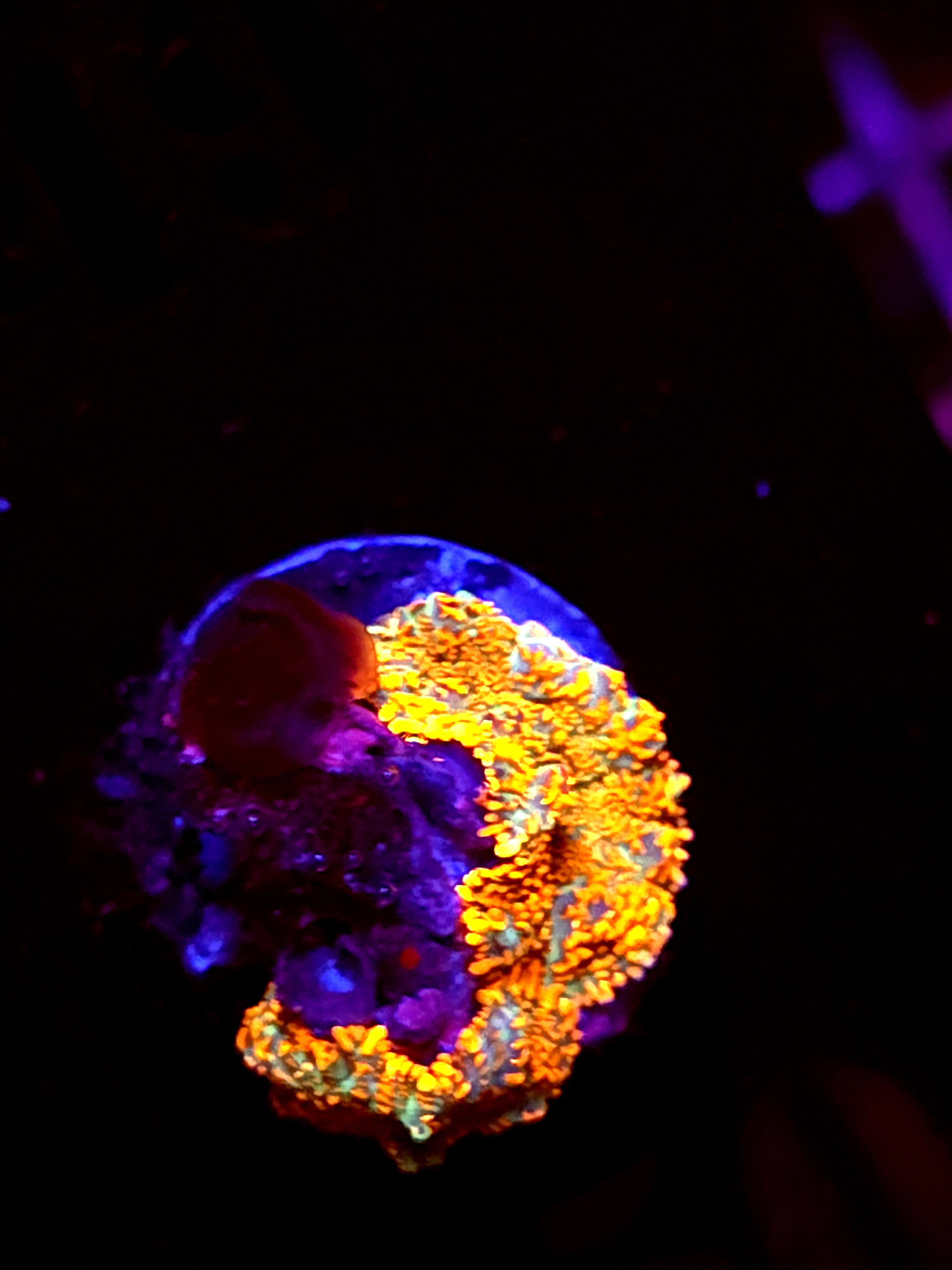 SBB "Super Saiyan" Mushroom 2 Small Heads