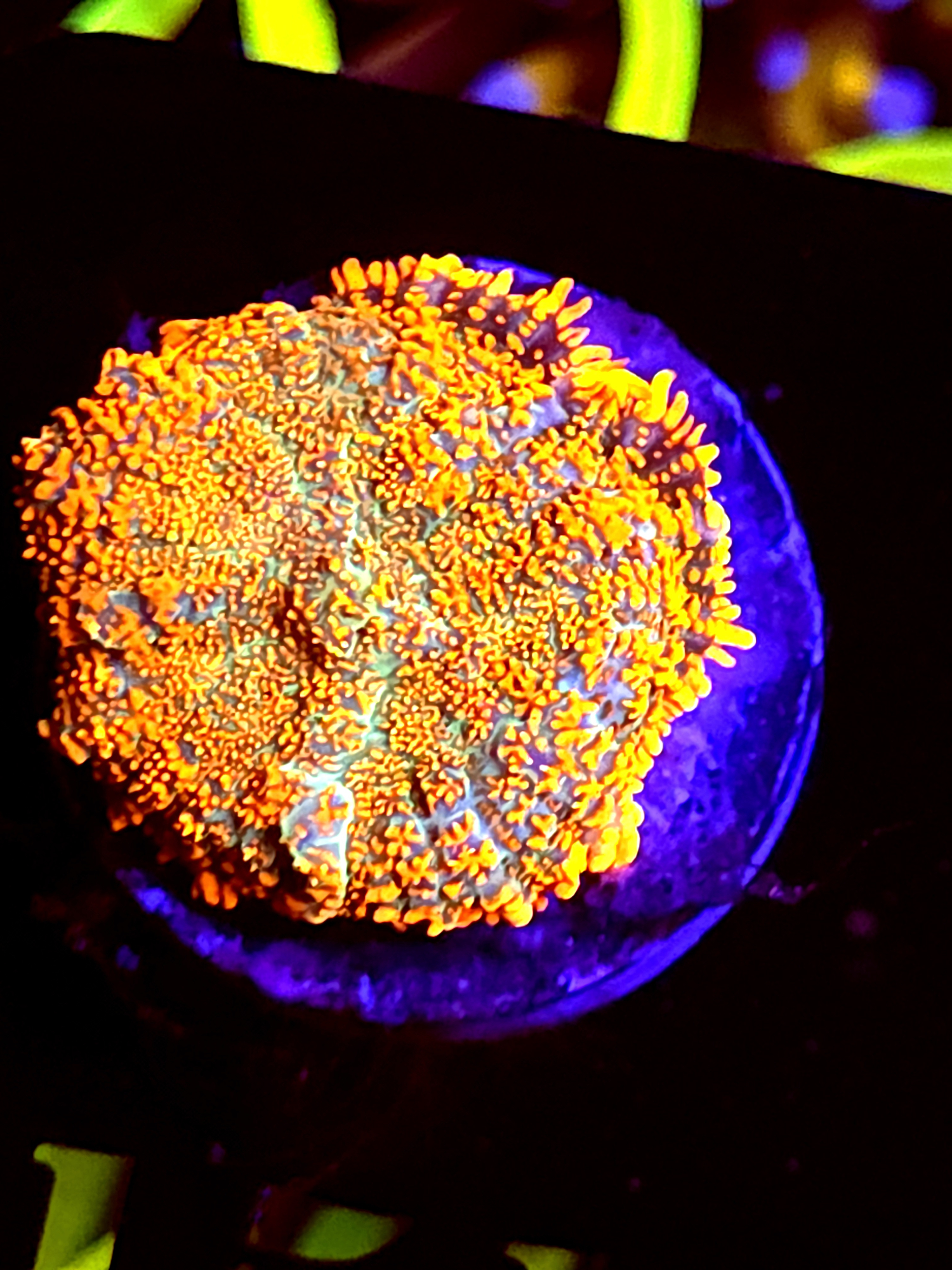 SBB "He Man" Mushroom Medium