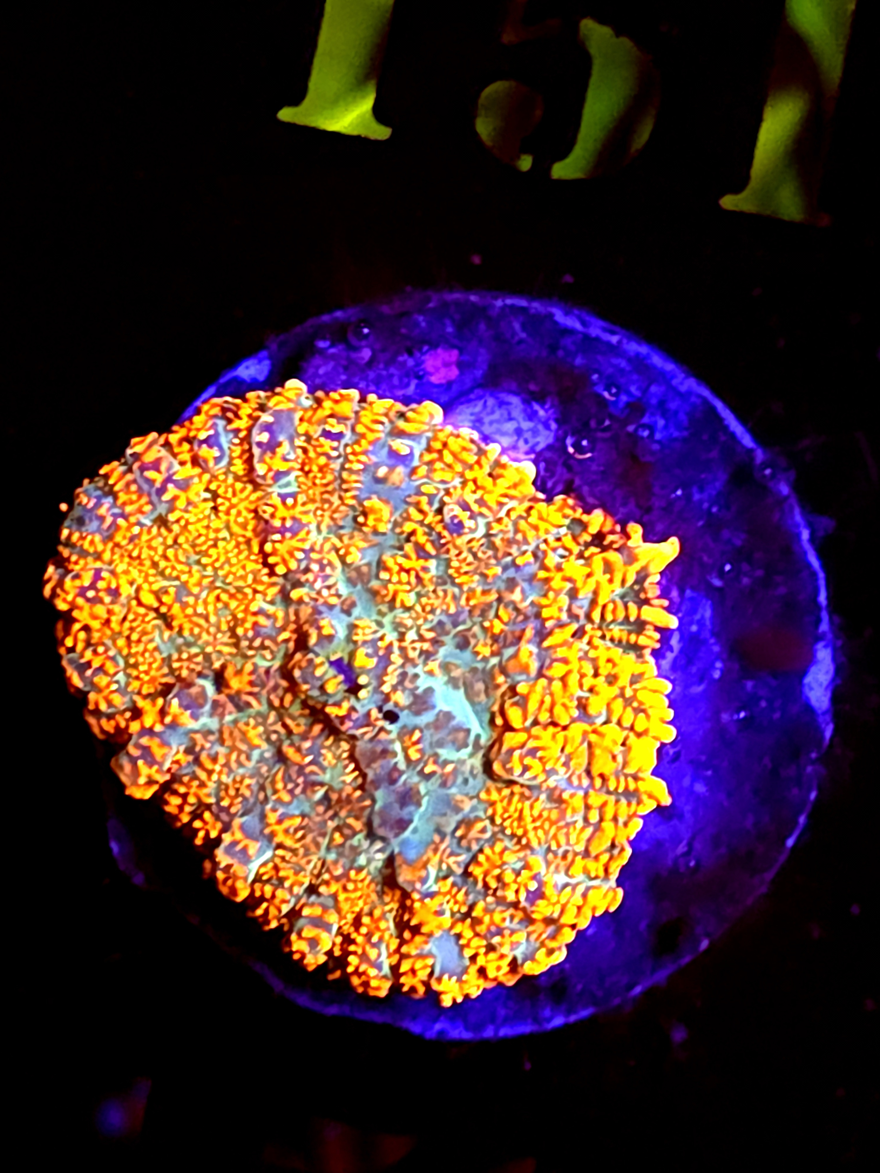 SBB "He Man" Mushroom Medium