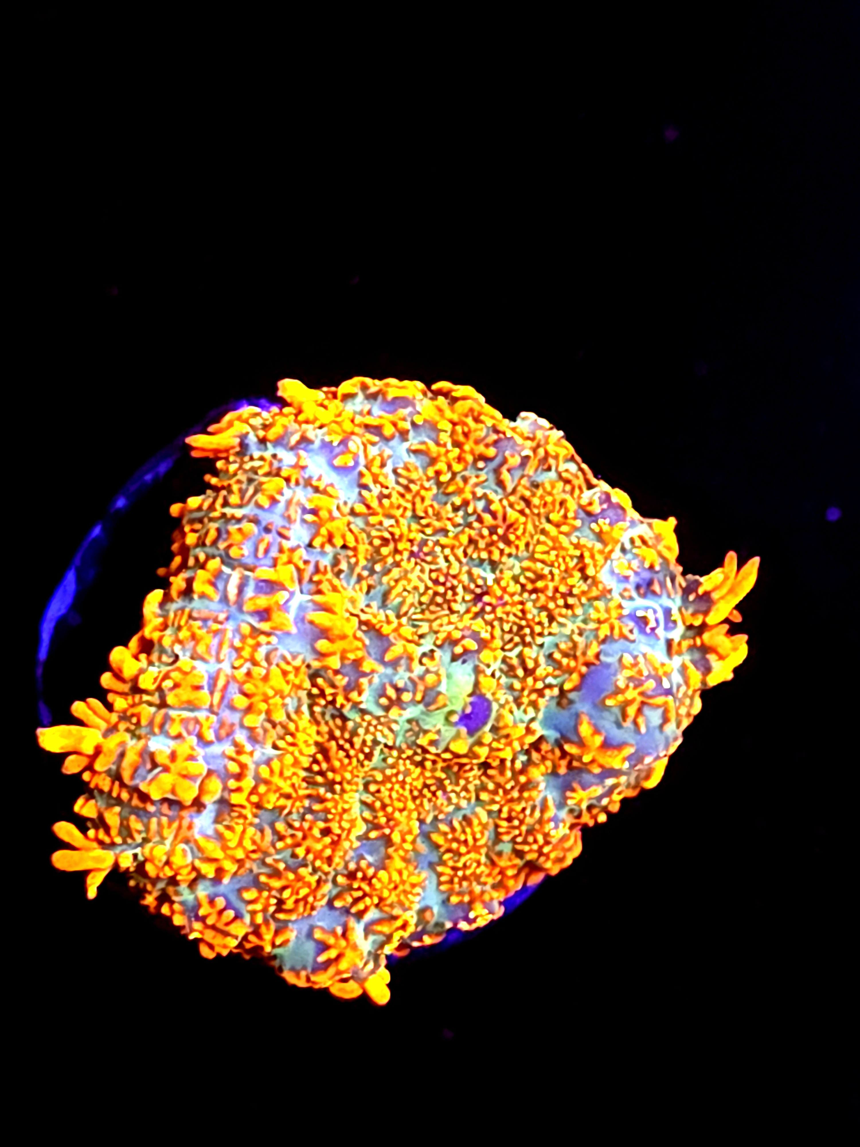 SBB "He Man" Mushroom Medium