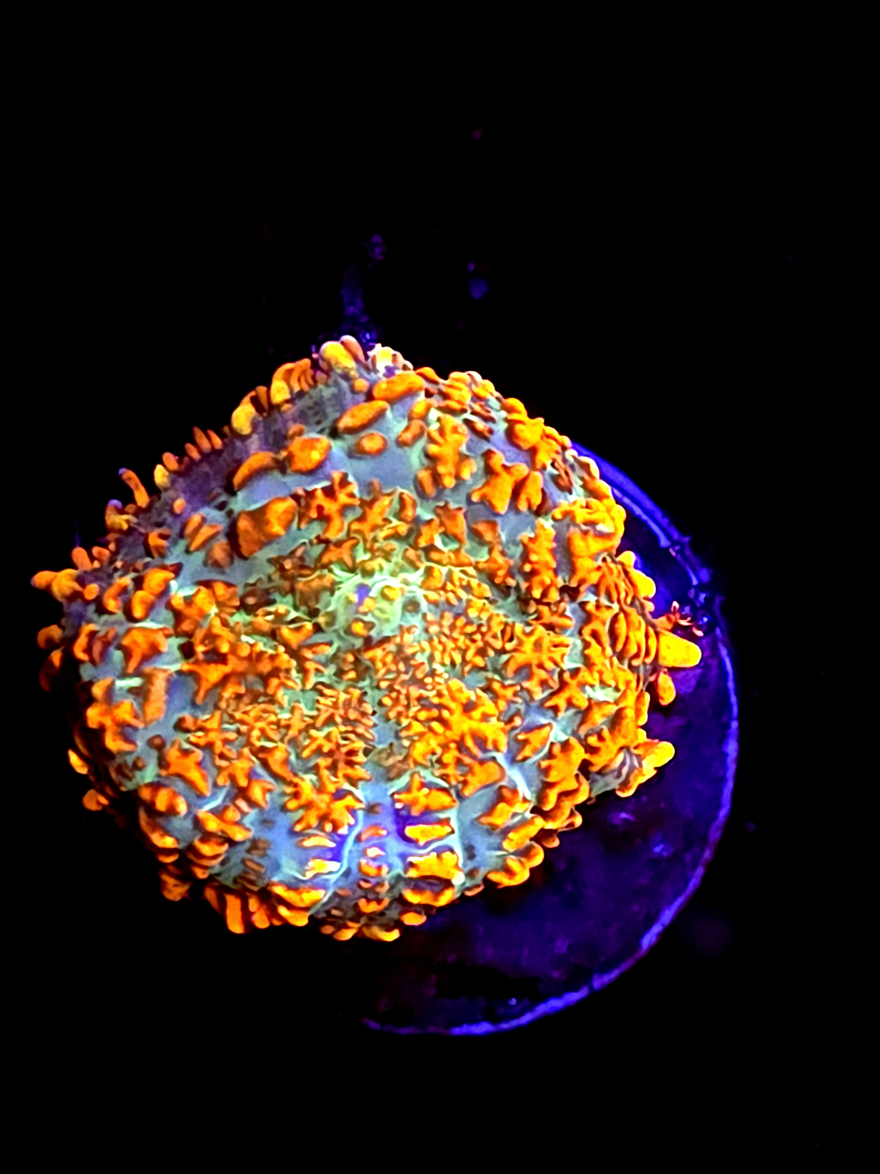 SBB "Mystery Signature" Mushroom Medium