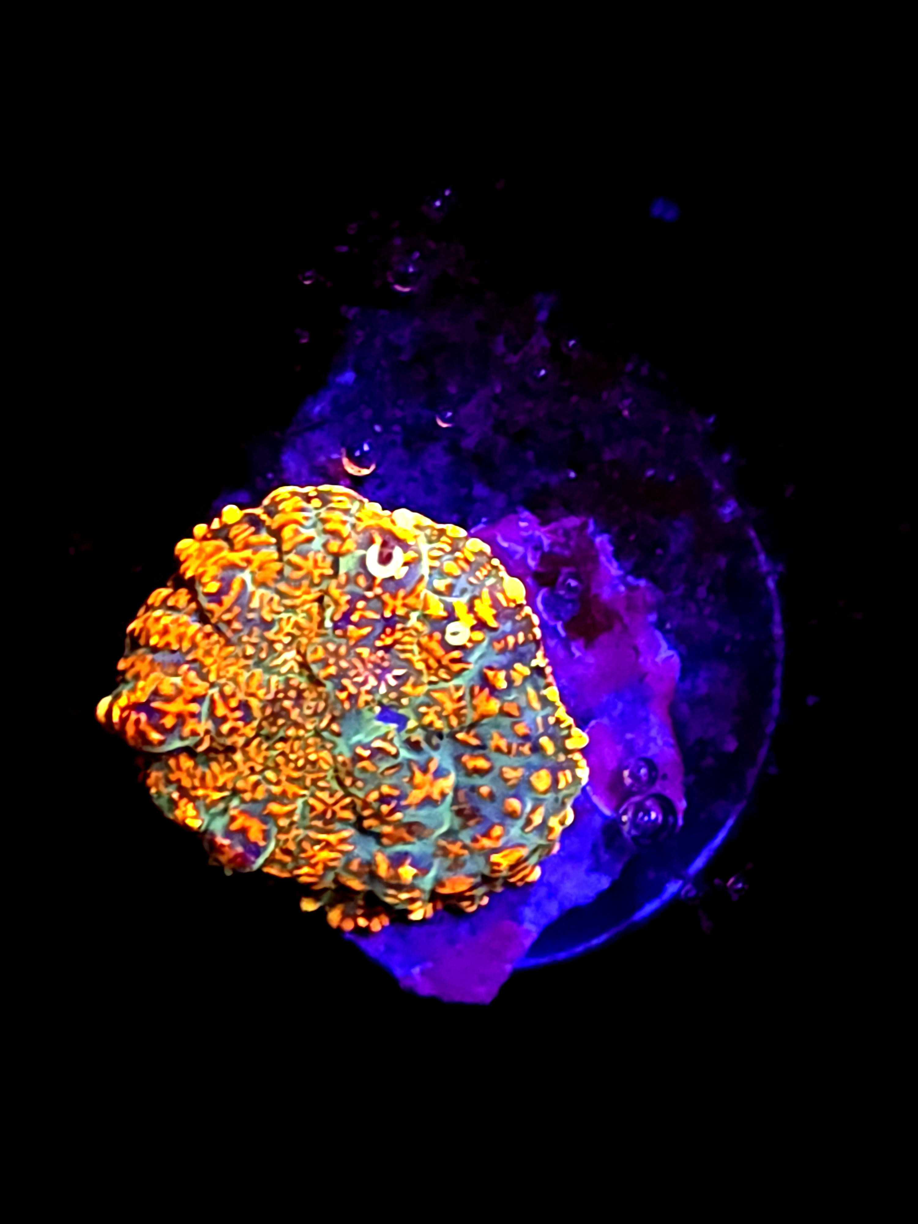 SBB "He Man" Mushroom Small