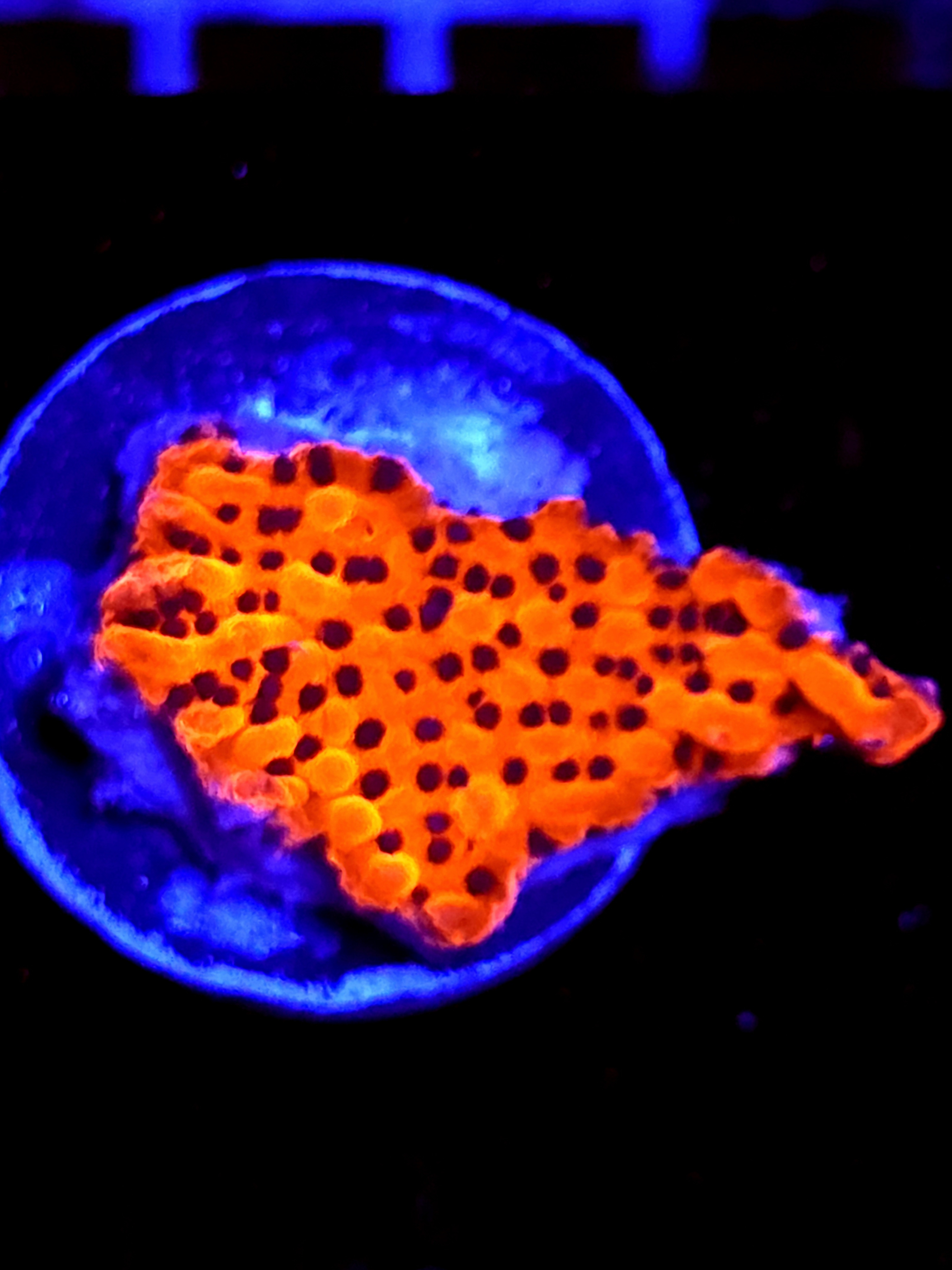 SBB "Cherry Tree" Small Monti